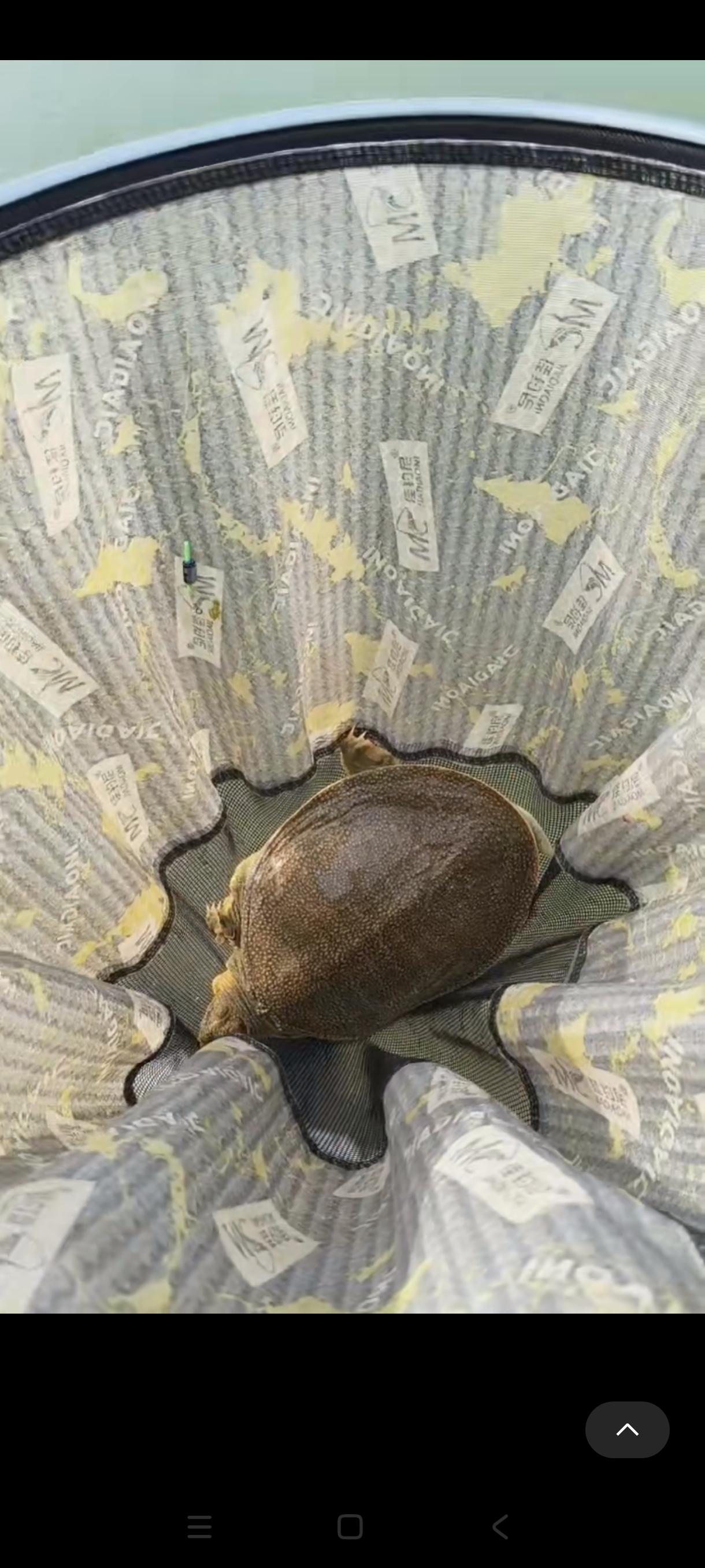 鳖王八还真值钱