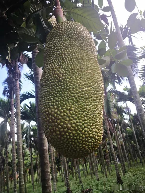 三亚反季节榴莲种植挑战不少。三亚种了近10万亩榴莲，可市场上却少见，主要是量少价
