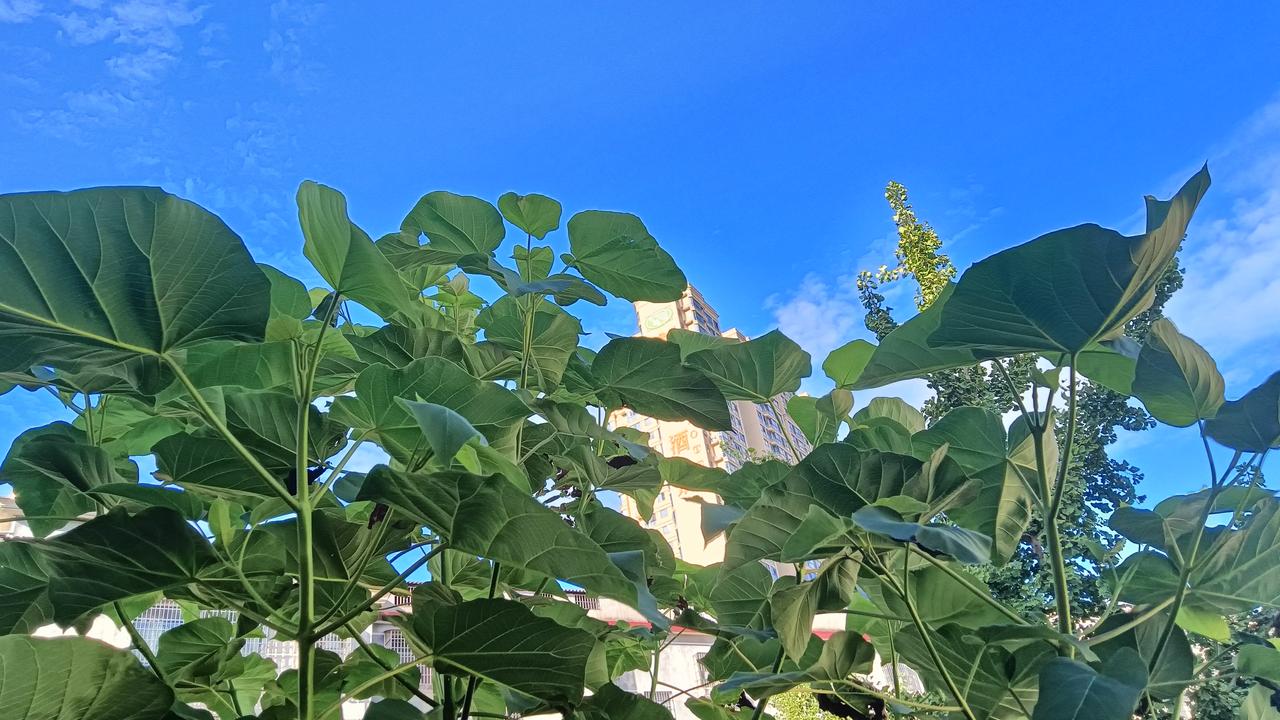 泡桐树生命力可真的强！
地基边长了一棵泡桐树，从它幼时开始，我们是年年想办法消除