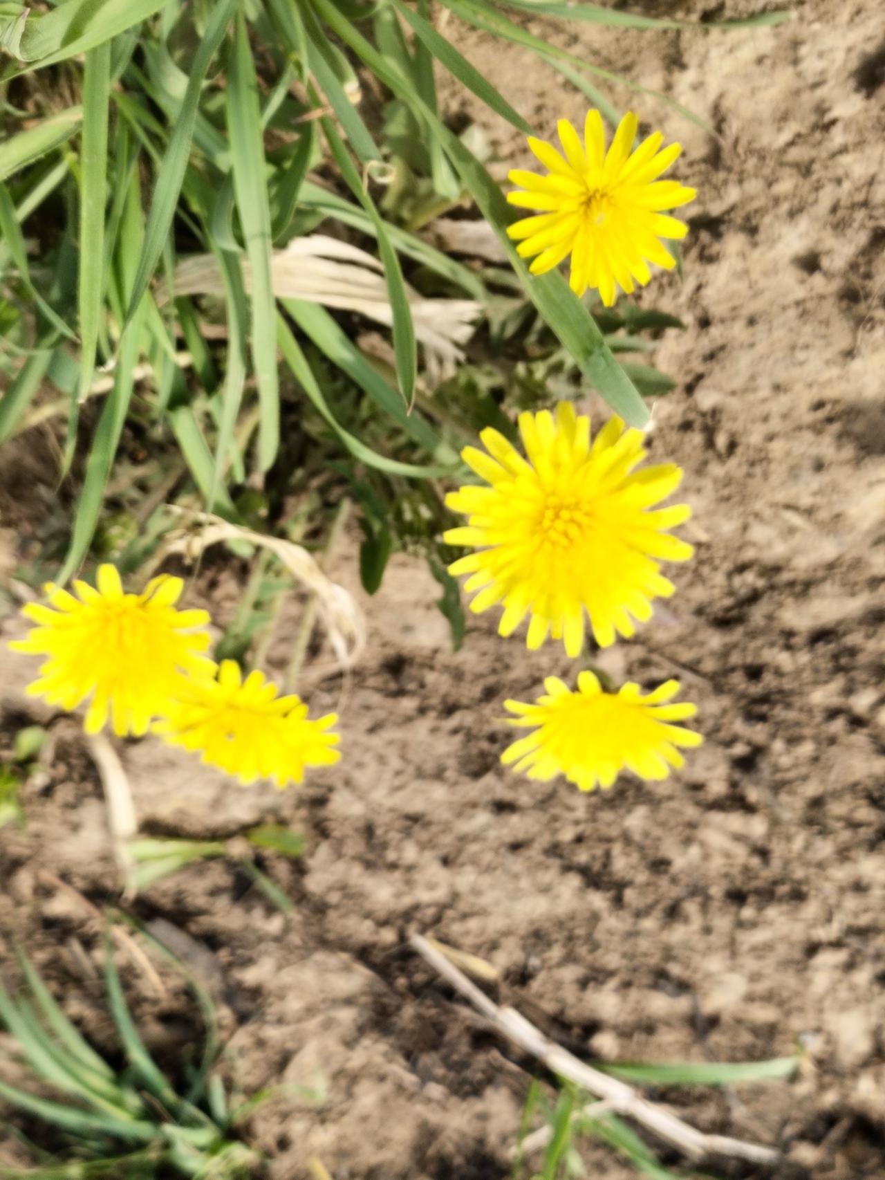 三月份有蒲公英吗 三月份有蒲公英吗有，三月份不仅有蒲公英，而且此时它已然开花。蒲