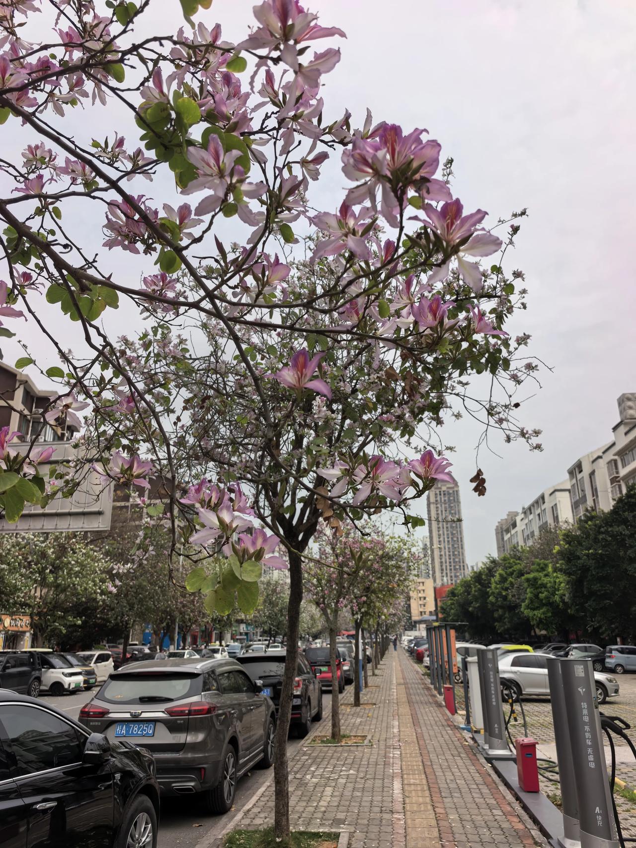 柳州紫荆花
将在未来一周，达到顶峰
不要错过花期哦