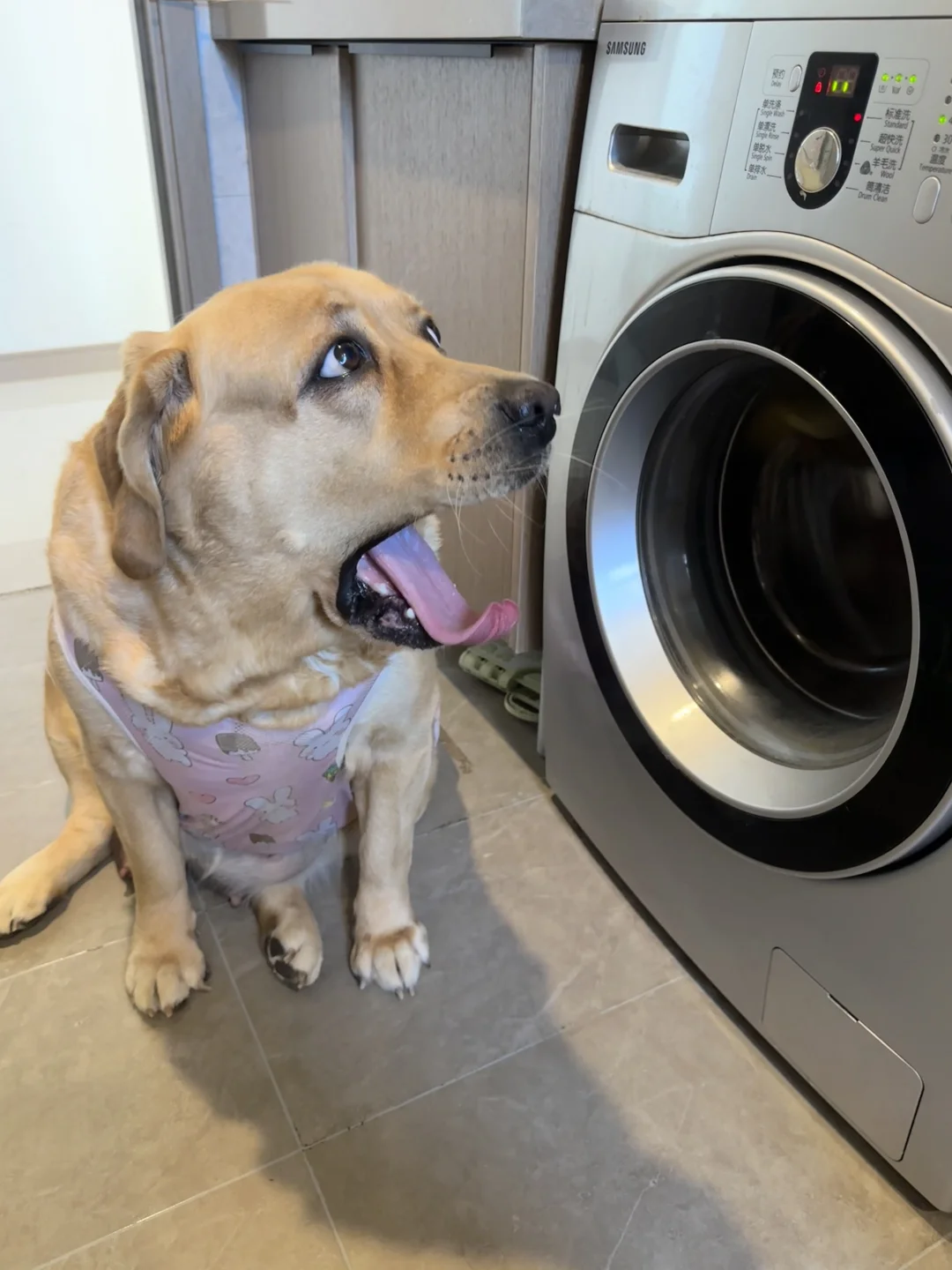 该怎么告诉小狗，洗一洗玩具不会死掉的