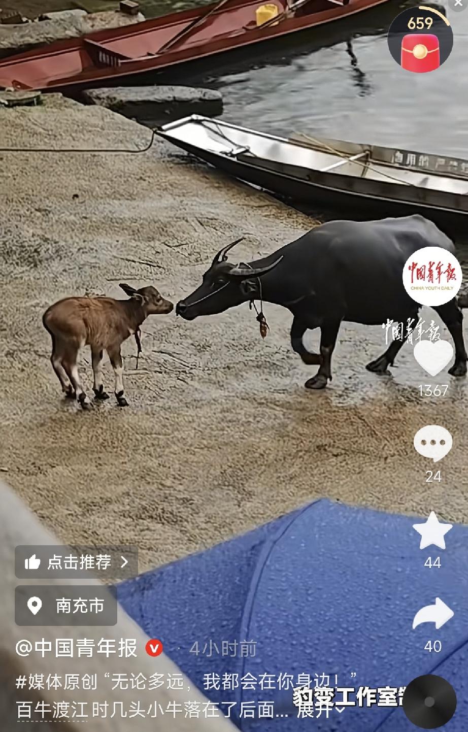 四川南充，一男子在嘉陵江边游玩，看“百牛渡江”奇观。上午时分，江边聚满了人，牛群
