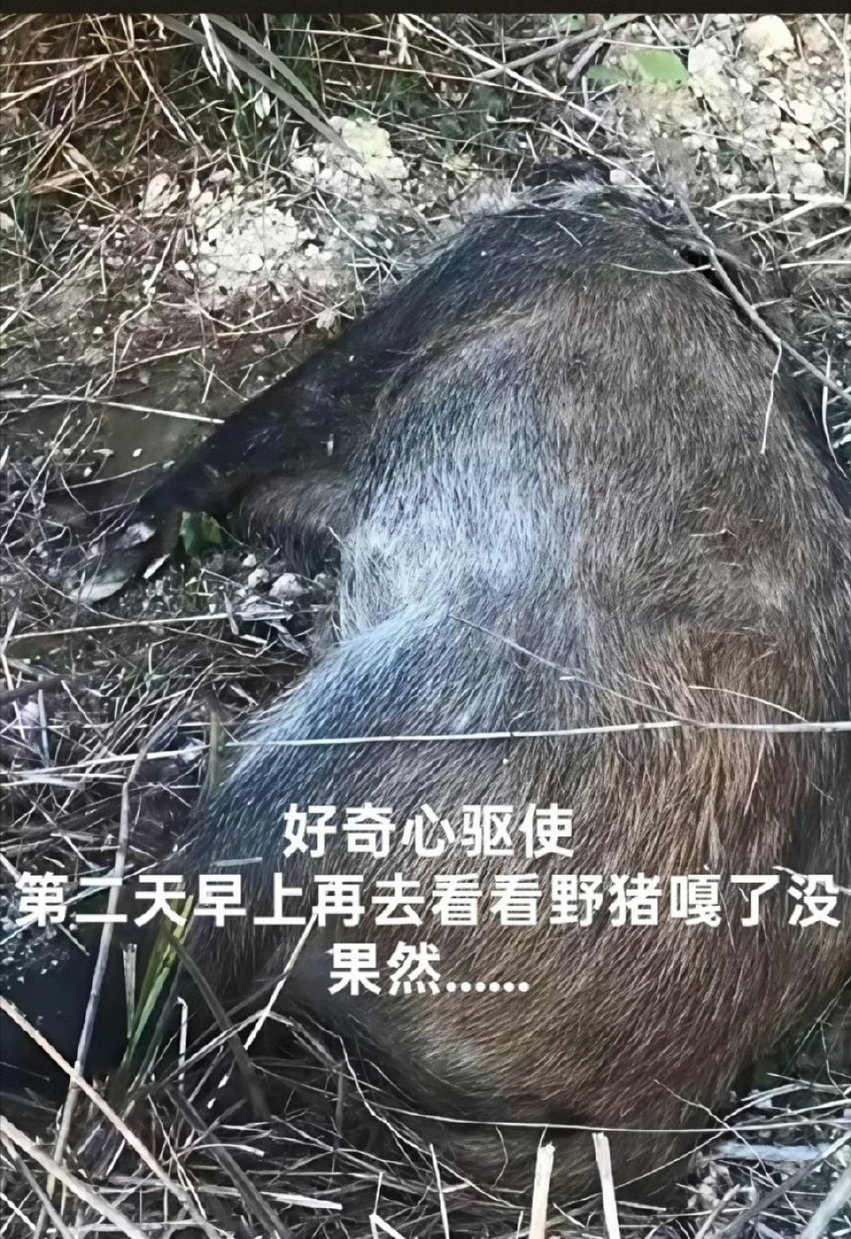 半夜爬山打死野猪？？ 