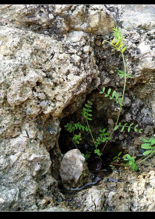 岛礁旮旯里的小精彩。
松下相机拍摄于海边礁石缝里。