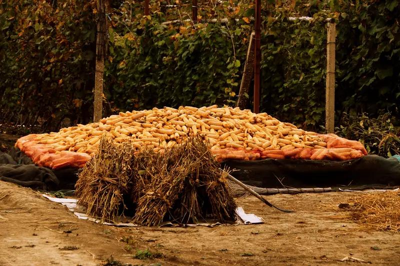 《太平年》何以命名“太平年” 《太平年》这名字听起来就透着股岁月静好、国泰民安的