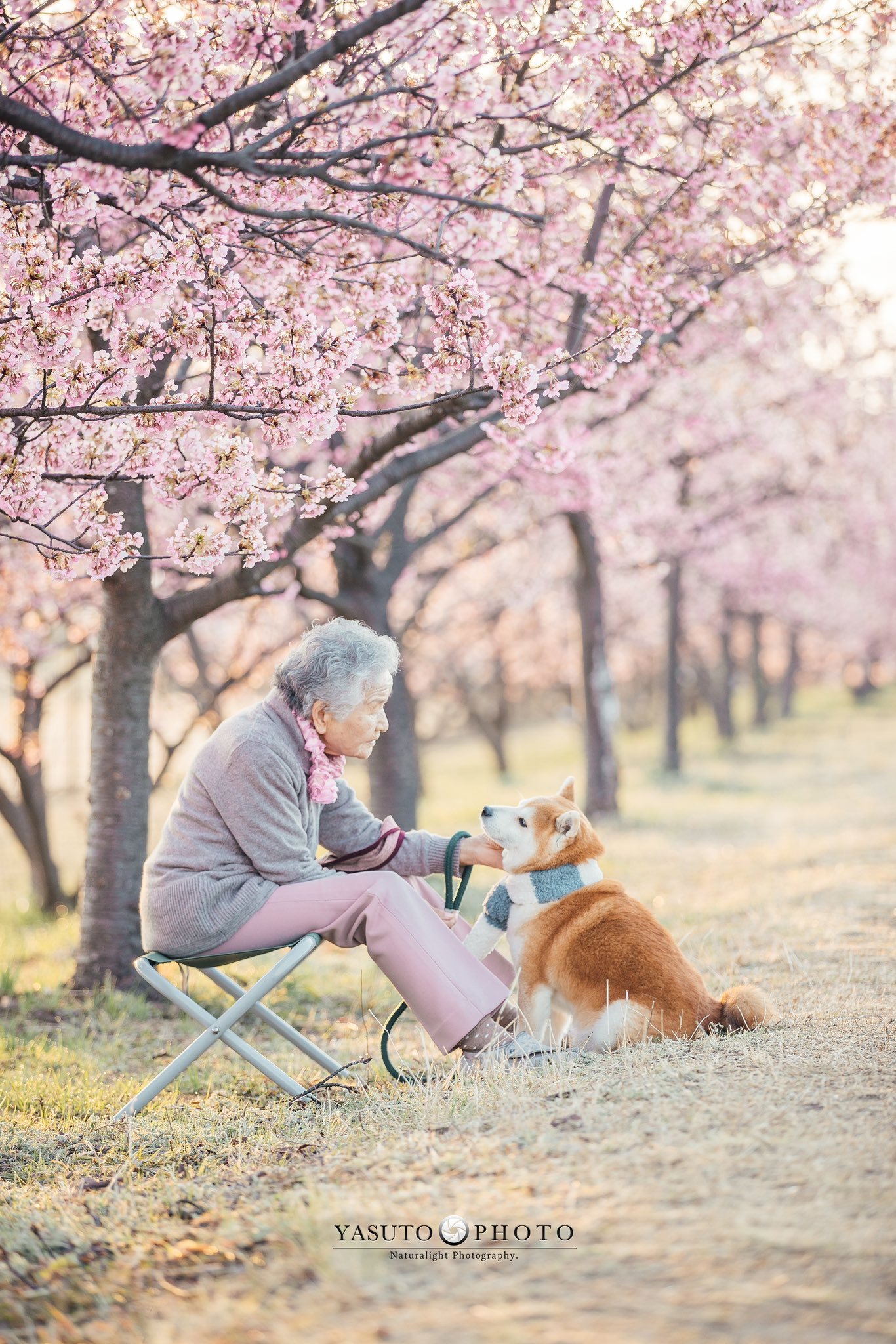柴犬摄影 奶奶，柴柴，和花田系列又更新啦~四季有你~相伴相知真美好啊.....(