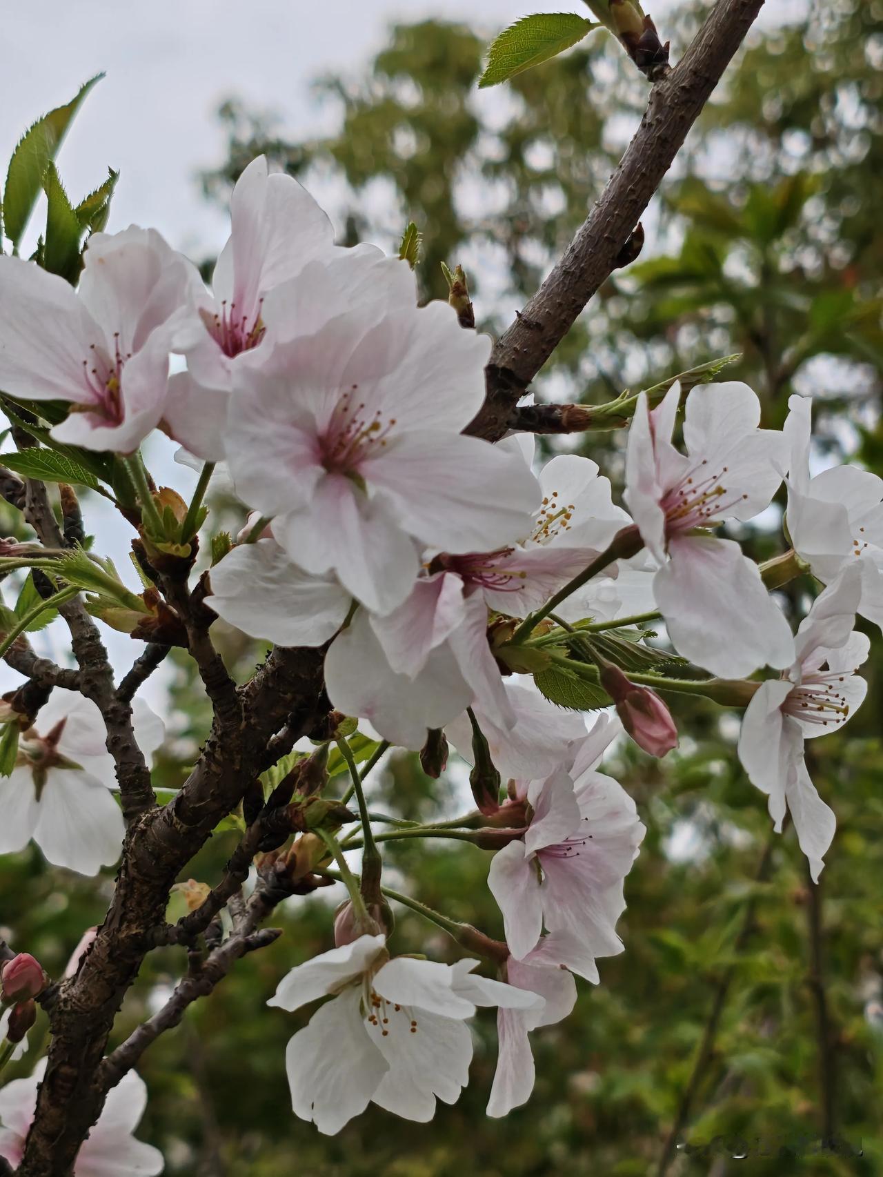 不知道你发现没有，在武汉赏个樱花都暗藏黑科技！

武汉樱花季迎来百万游客扎堆打卡