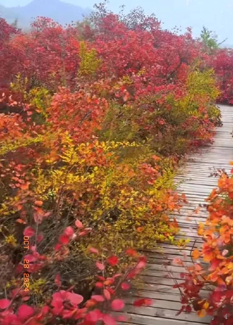 前几天被儿媳妇开除了。说我说不好普通话，把宝宝教的土不土，洋不洋。我一路小跑坐车