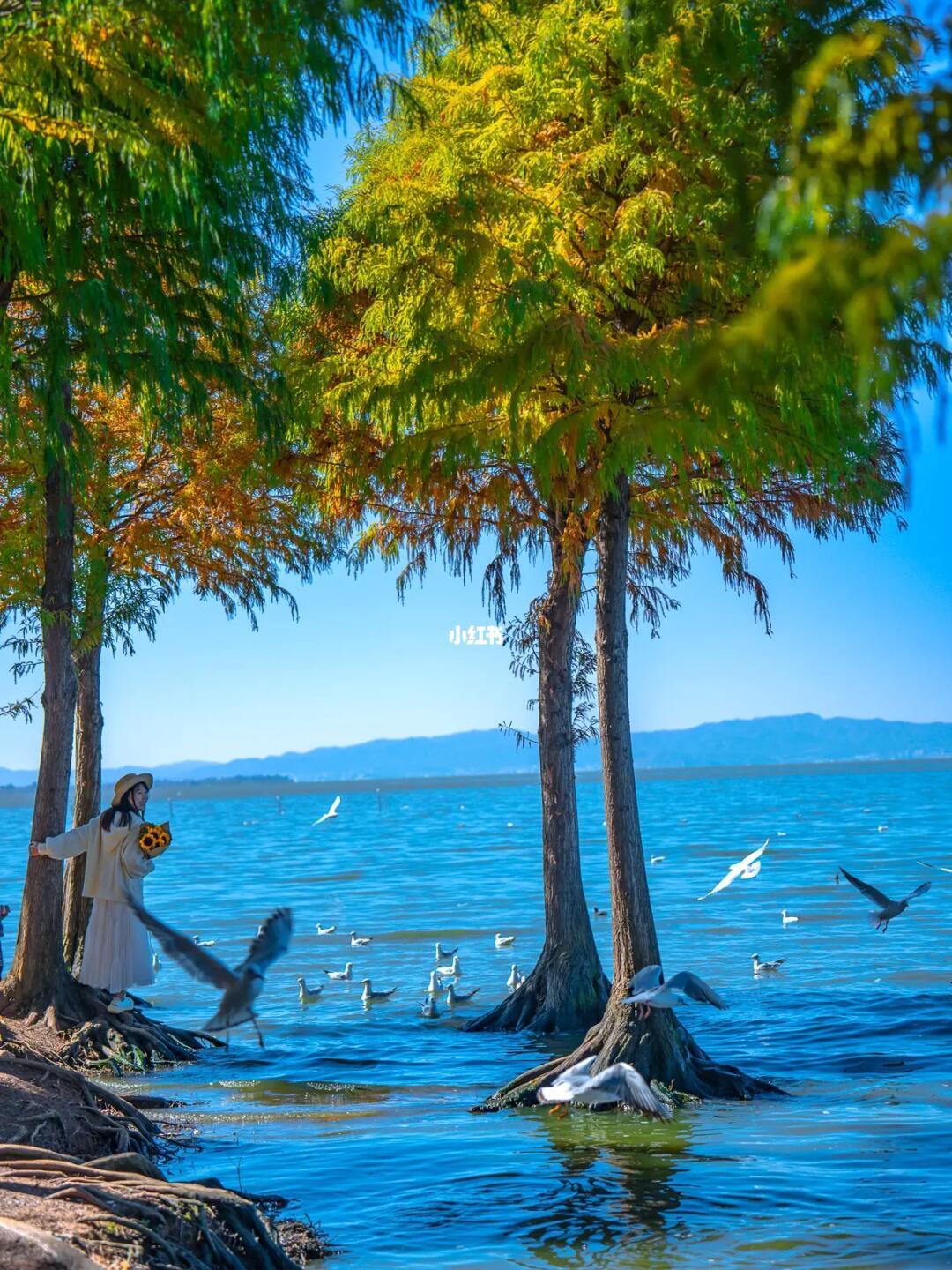 后悔没有早点来昆明，去感受这座城市的浪漫