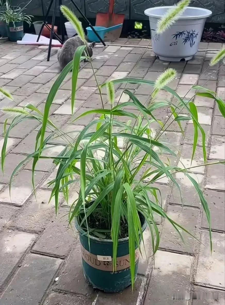 城里人真是钱多，30块买盆草。[捂脸]