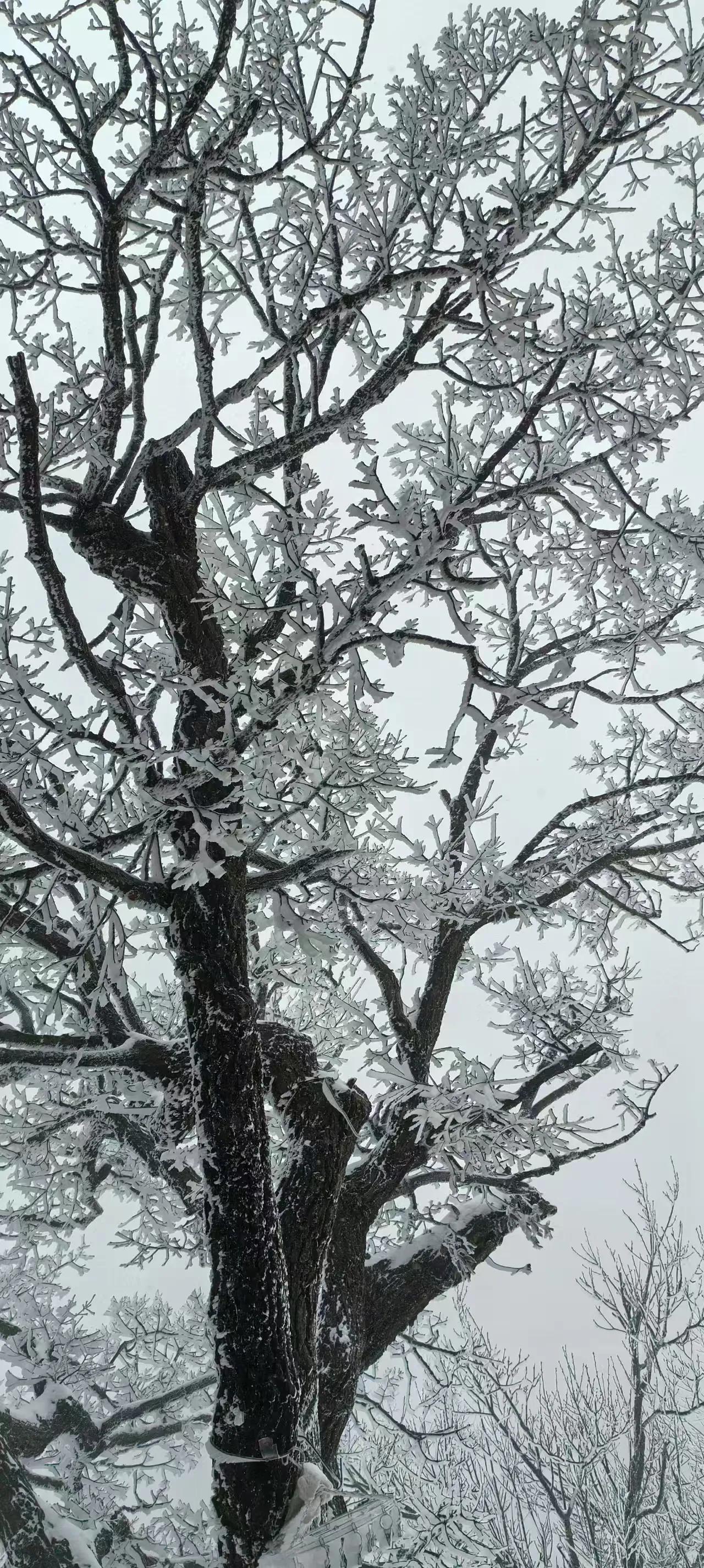 大雪压青松，青松挺且直。
要知松高洁，待到雪化时。