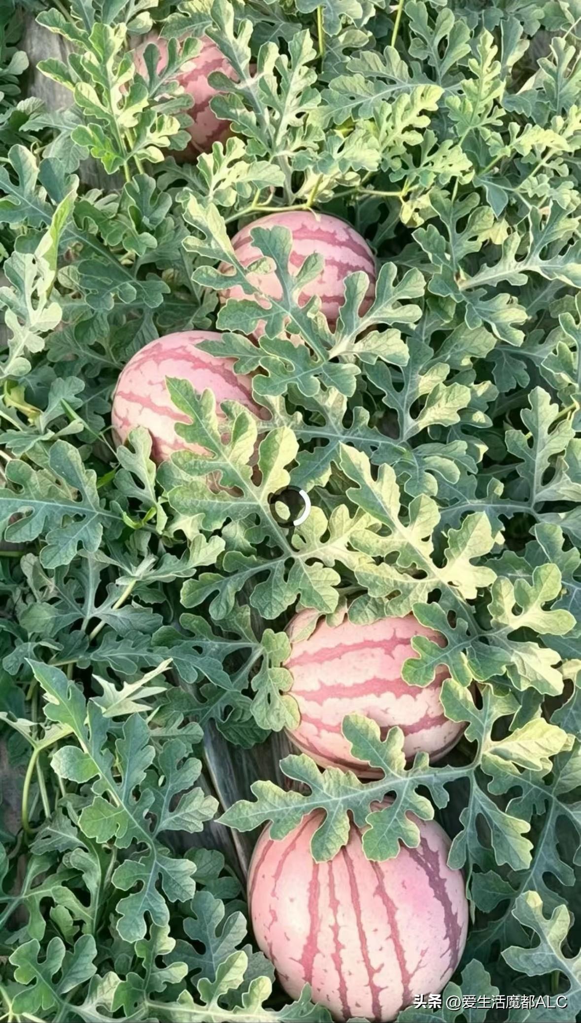 Watermelon 🍉