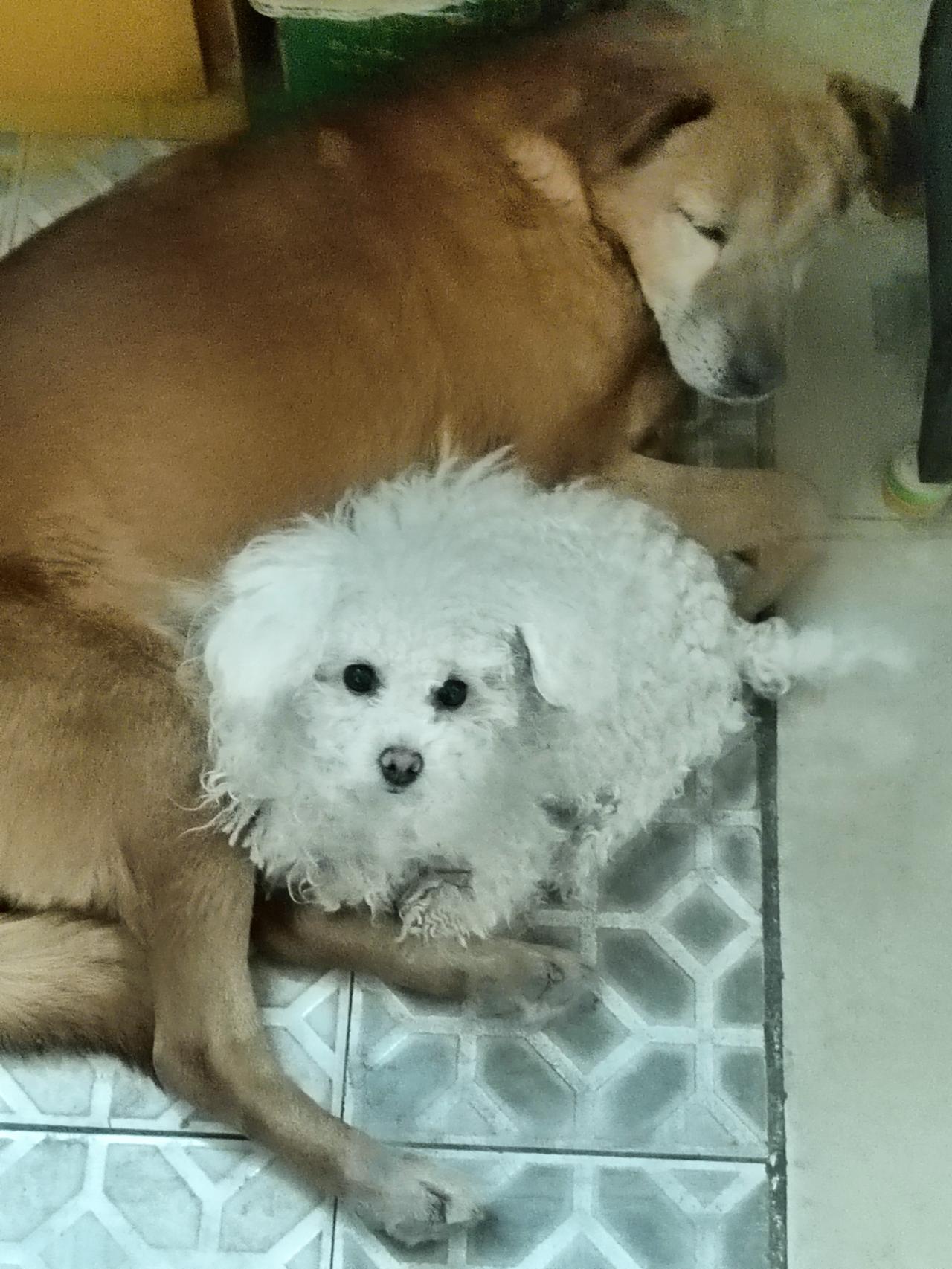 ✨大地色的温柔环住一团雪绒，连时光都在这依偎里，慢成了掌心的温度。
🐕焦糖色的