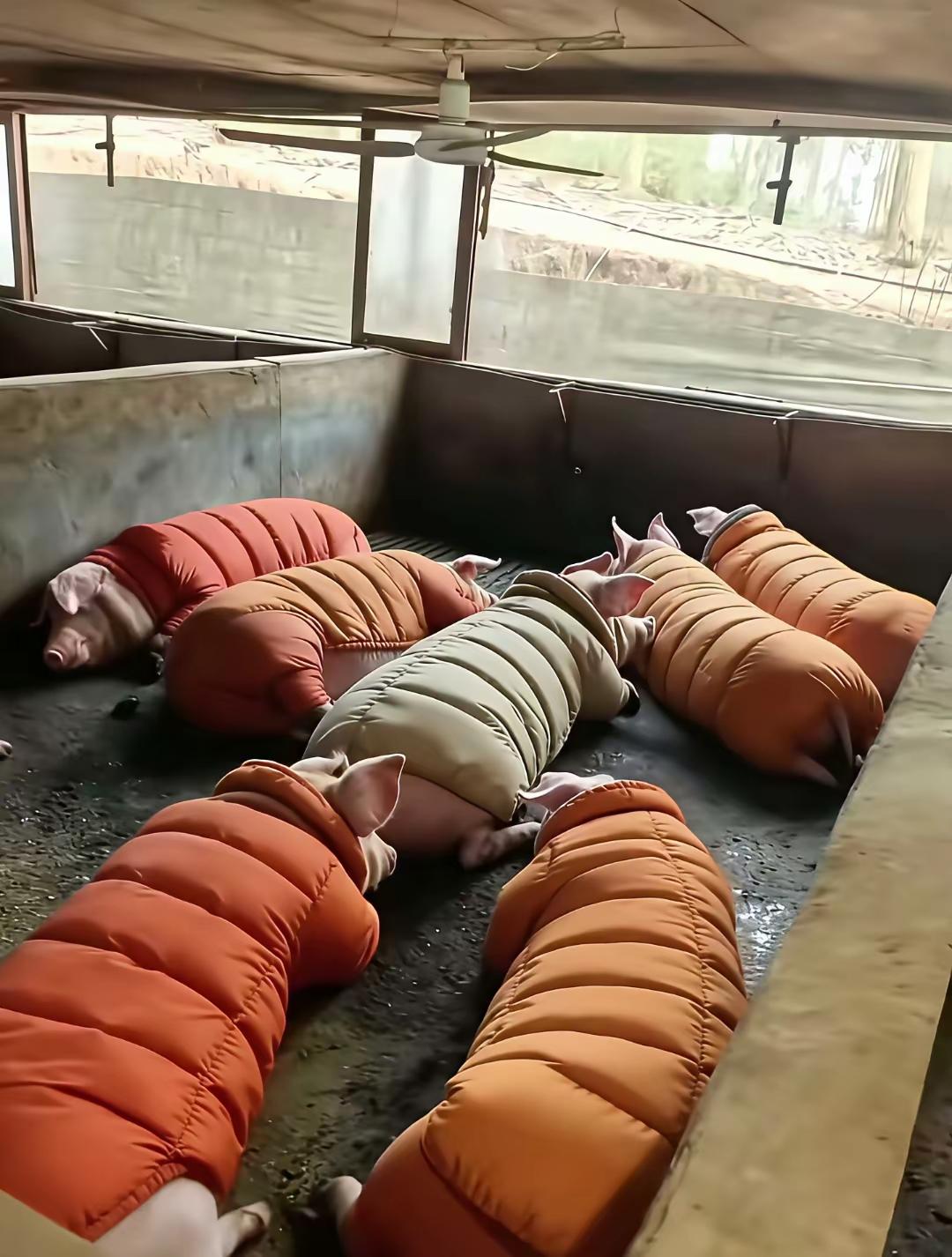 猪都需要呵护，牛马不需要[捂脸]