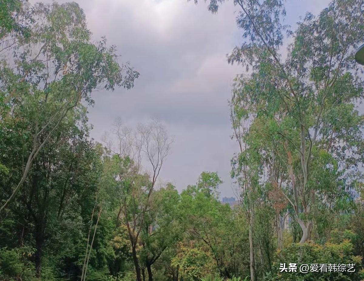 今年春天最想实现的心愿层云裹着浅灰的天，林梢的绿意却格外鲜亮。风摇着枝叶晃出细碎