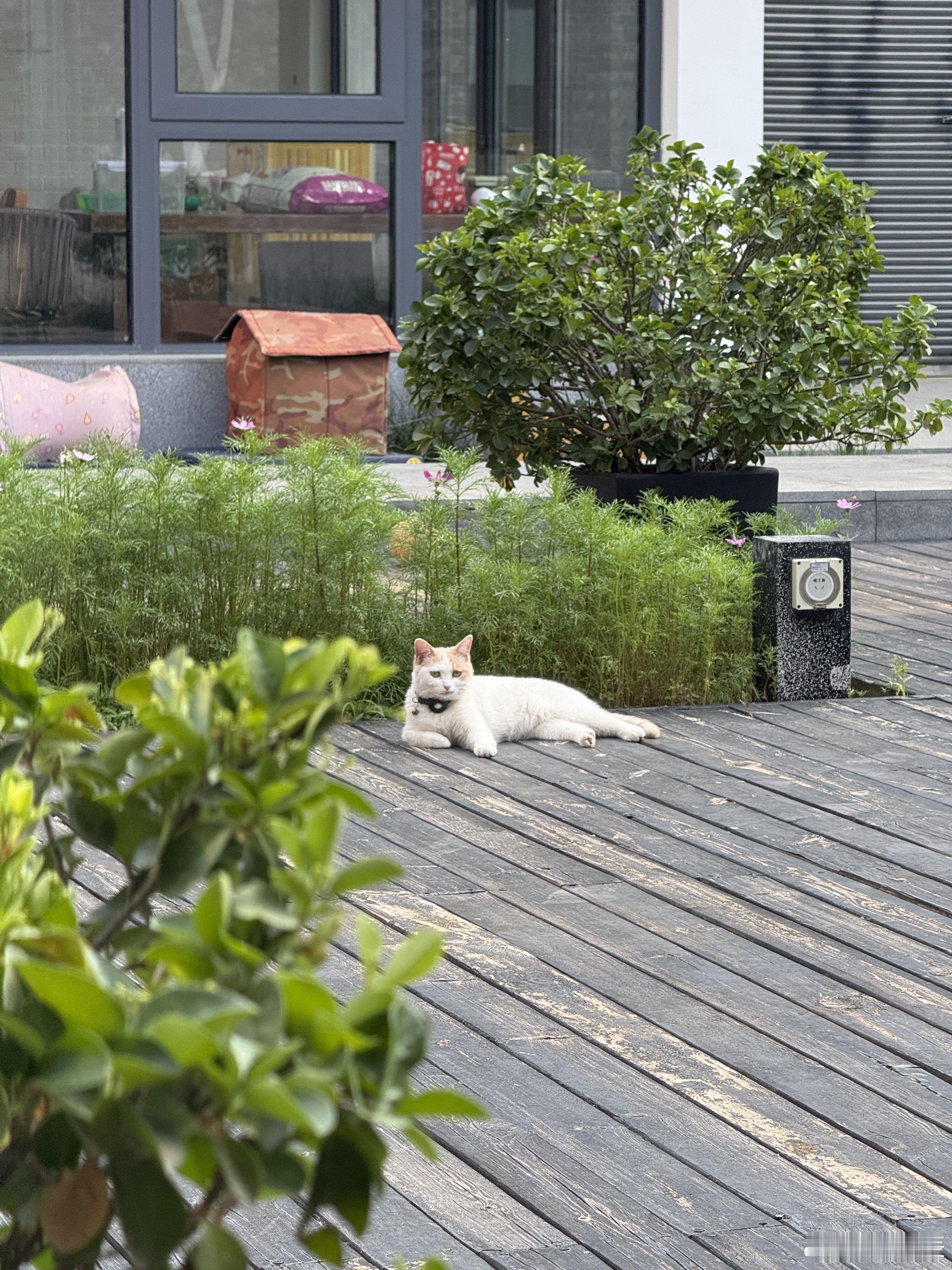 一开始以为一只，后来发现是三只。