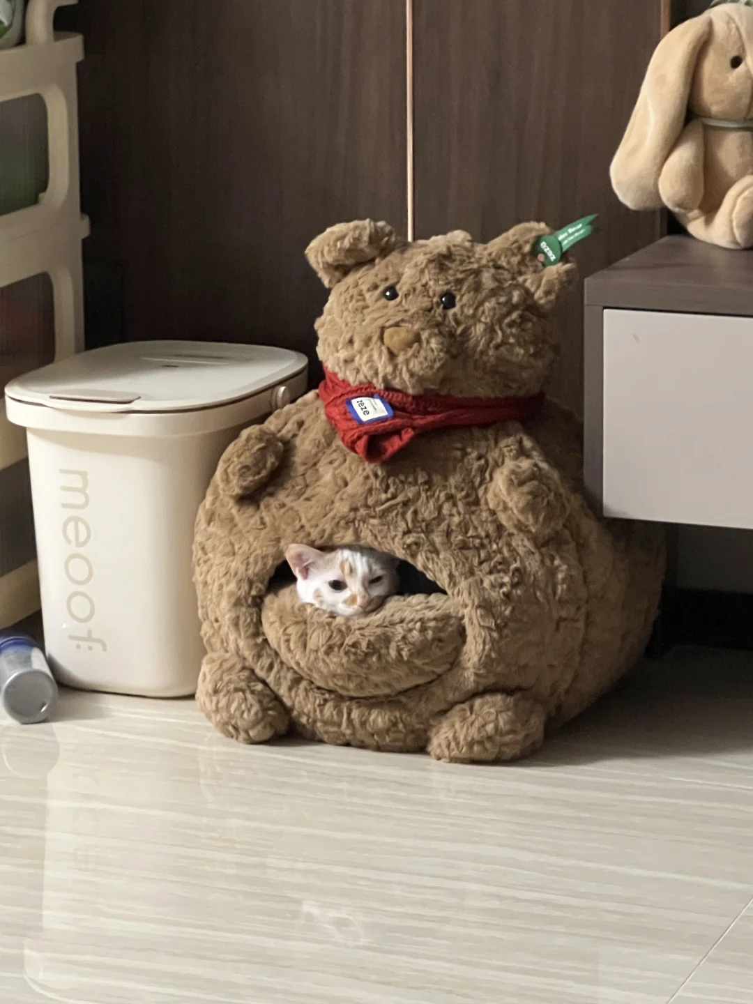 深夜emo小猫