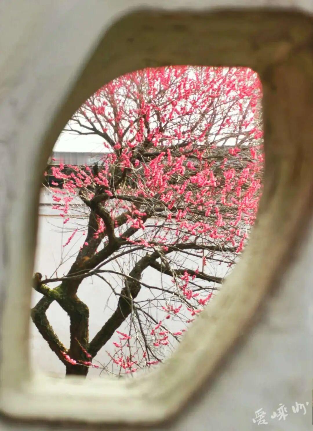 晒一张相册里的风景吧晒晒我们老家的梅花开了，好漂亮[赞]