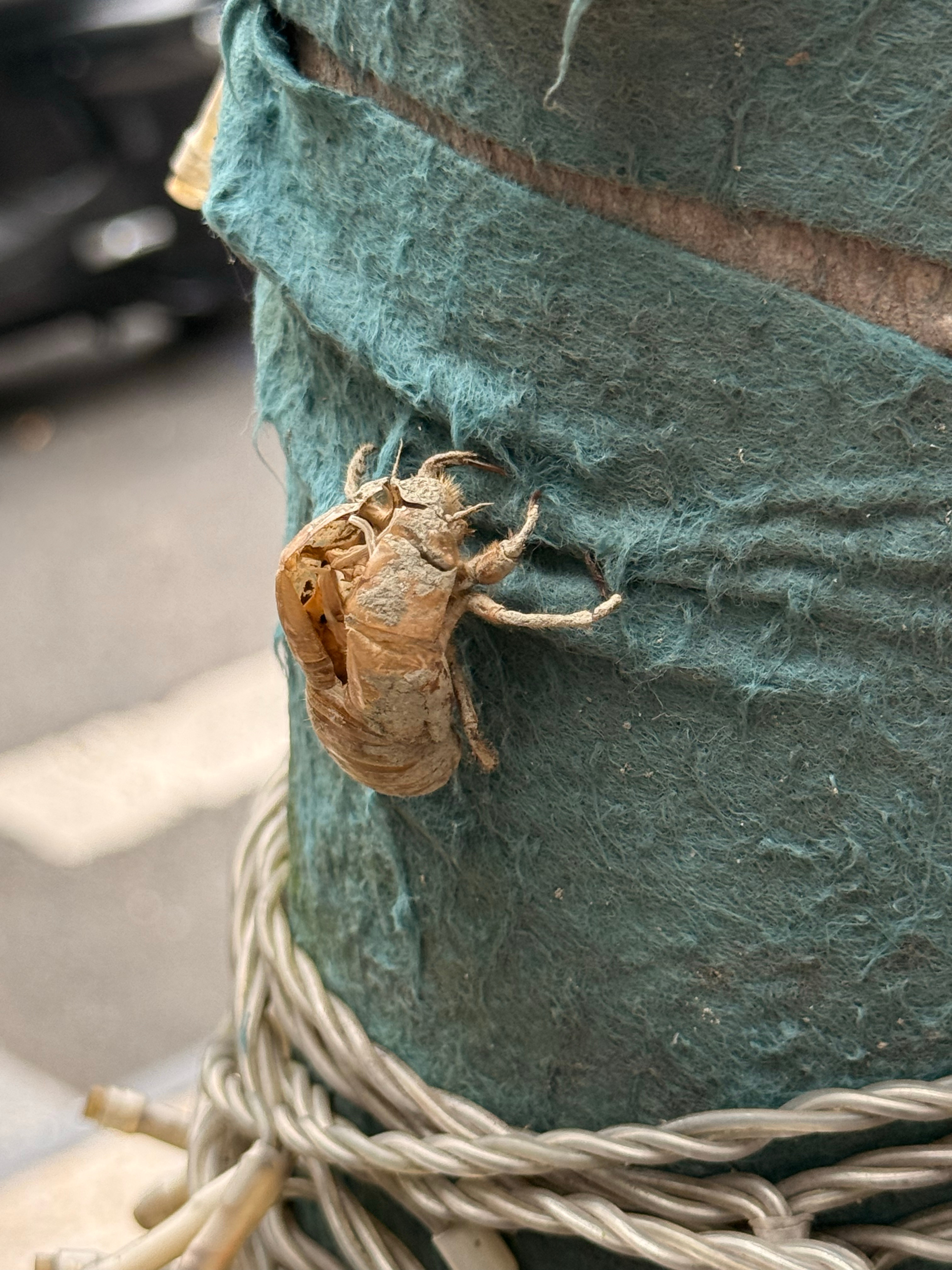 金蝉脱壳 ​​​