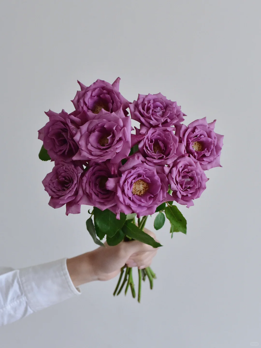 花栖玫瑰园·紫雨