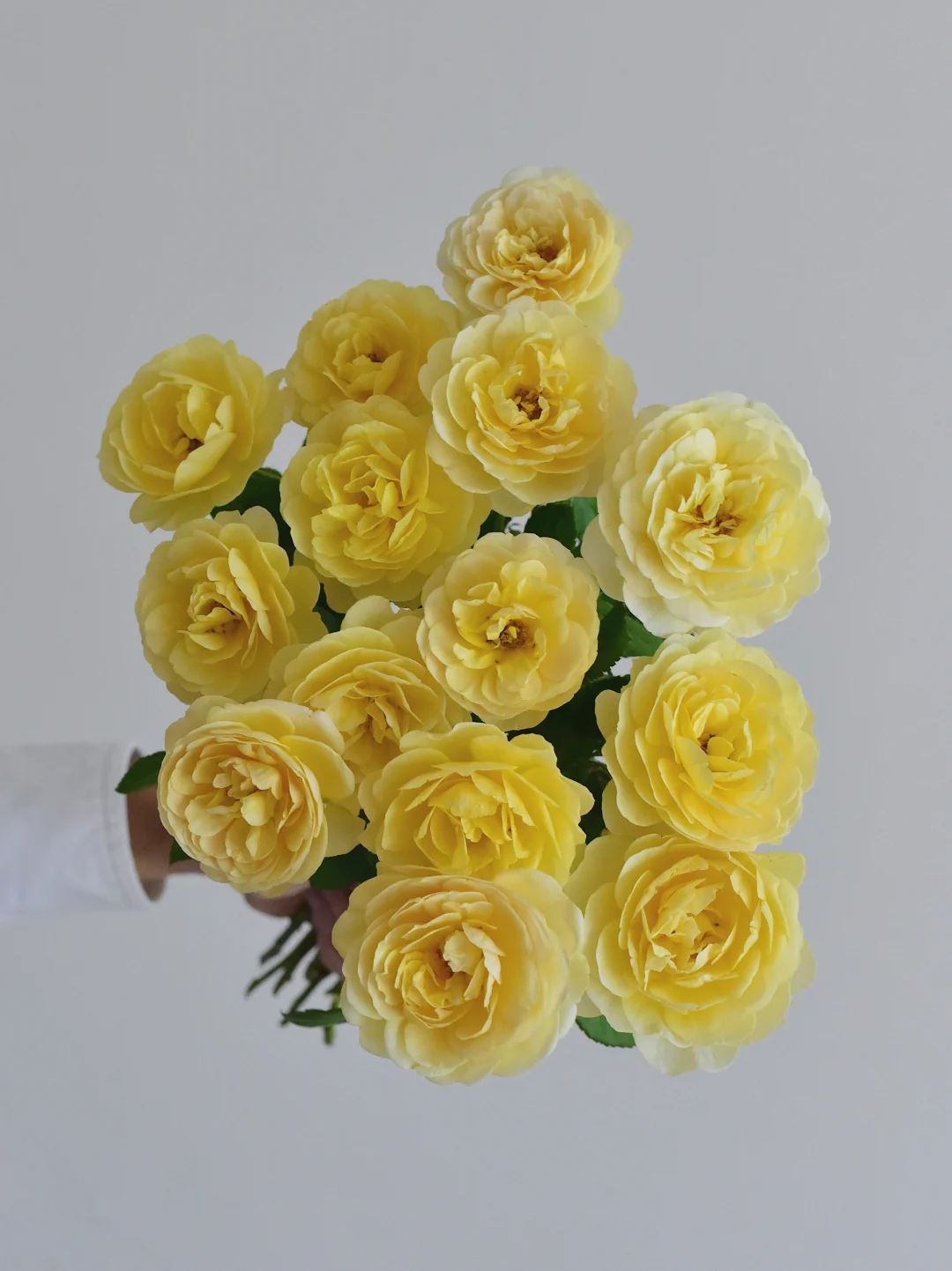 简艺玫瑰园·诗人的妻子