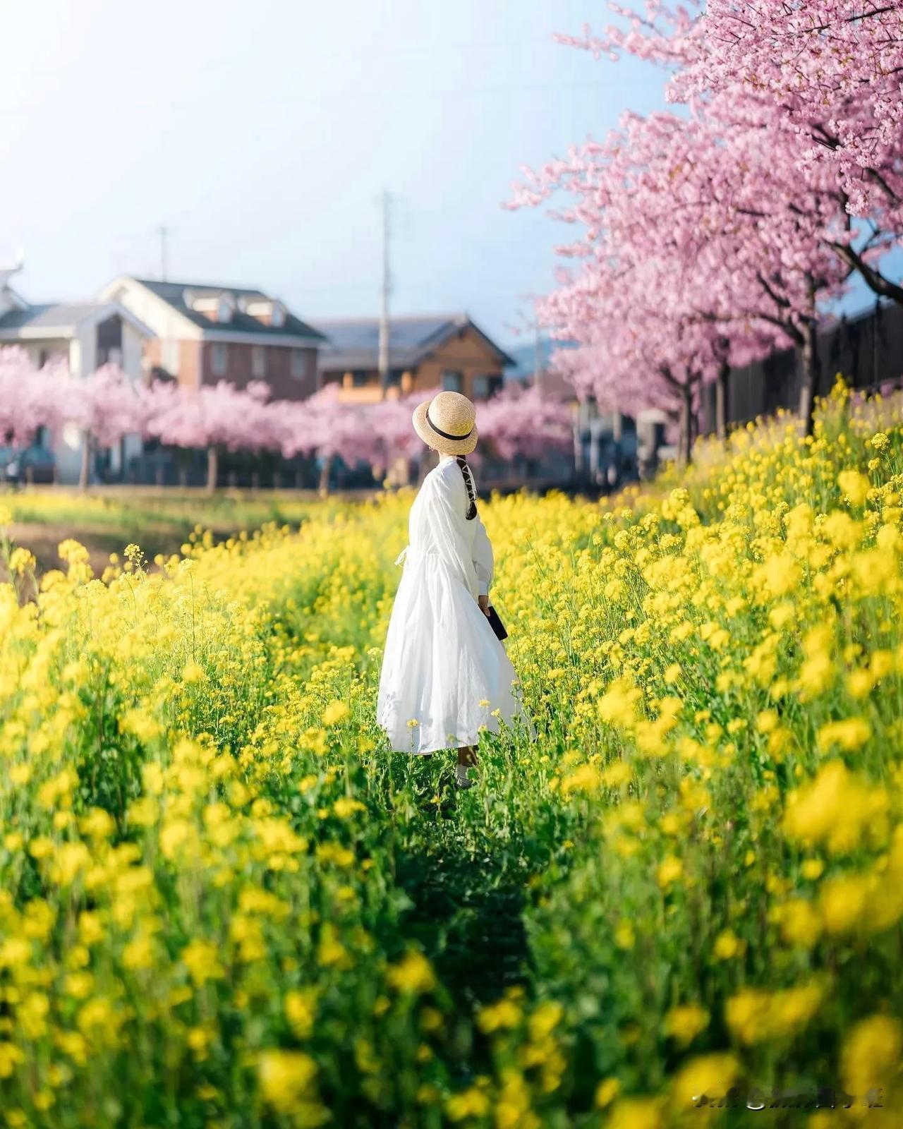 油菜花人像摄影教程

一、主题与模特选择

在春日的阳光下，油菜花与樱花交织成一