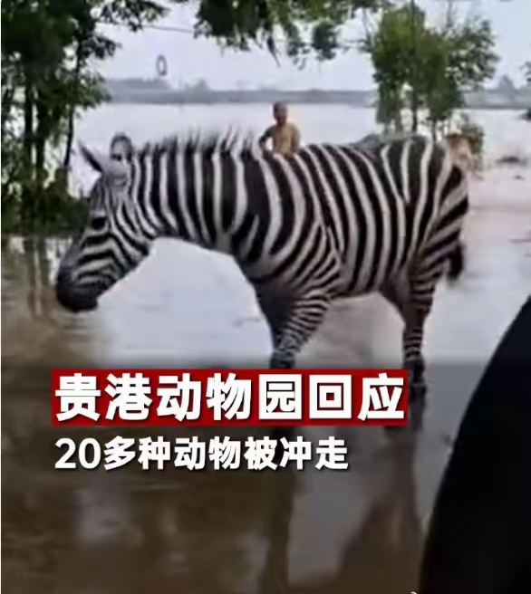 广西一动物园多只动物下落不明广西贵港动物园遭台风暴雨侵袭，水位暴涨至三米多深，园