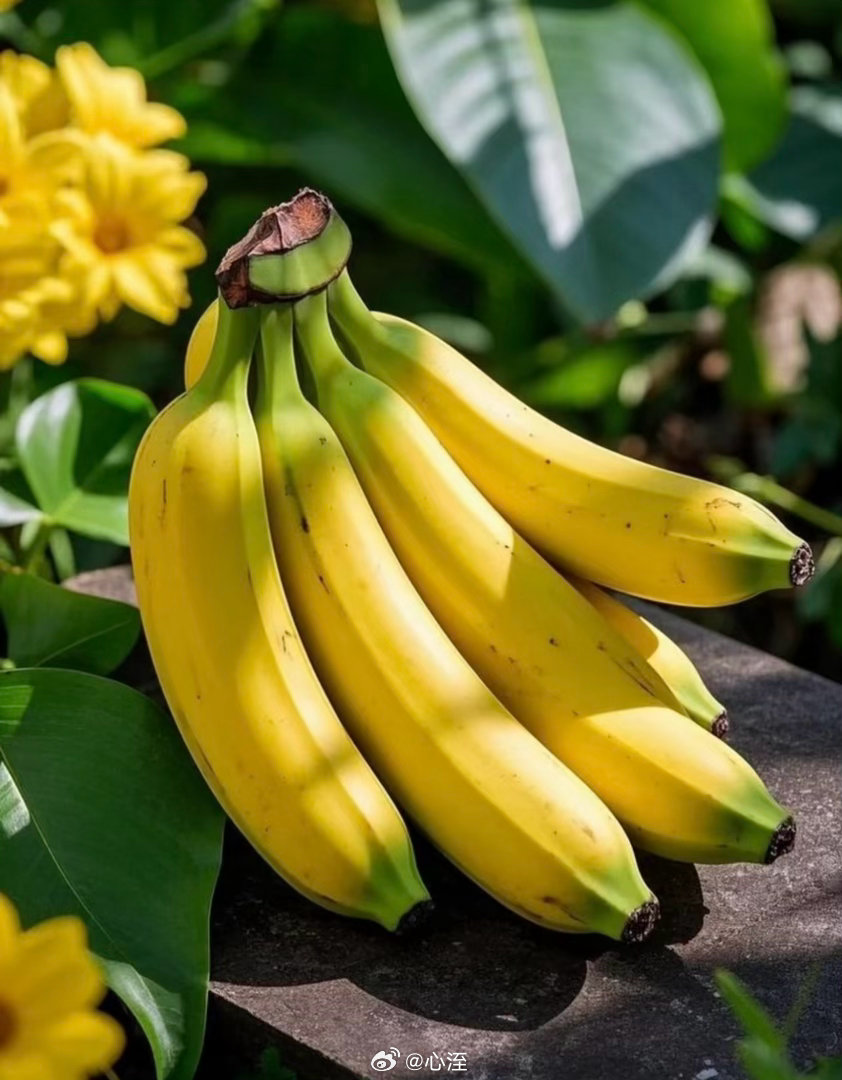 香蕉种植方法1. 选苗定植优先选脱毒组培苗或健壮吸芽苗，选土层深厚、排水好的地块