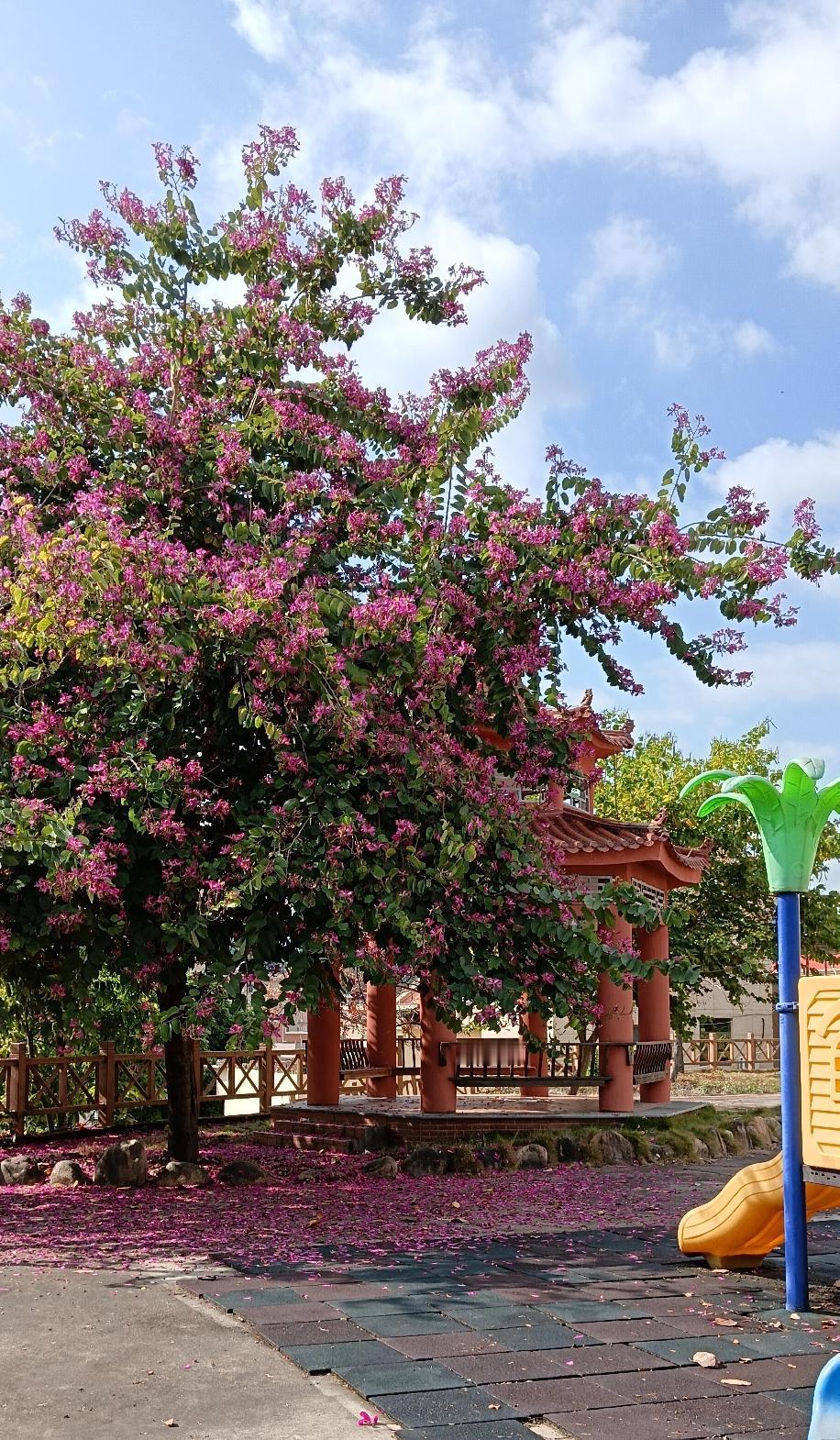 鲜花盛开的时节——长泰区石横村龙虎公园