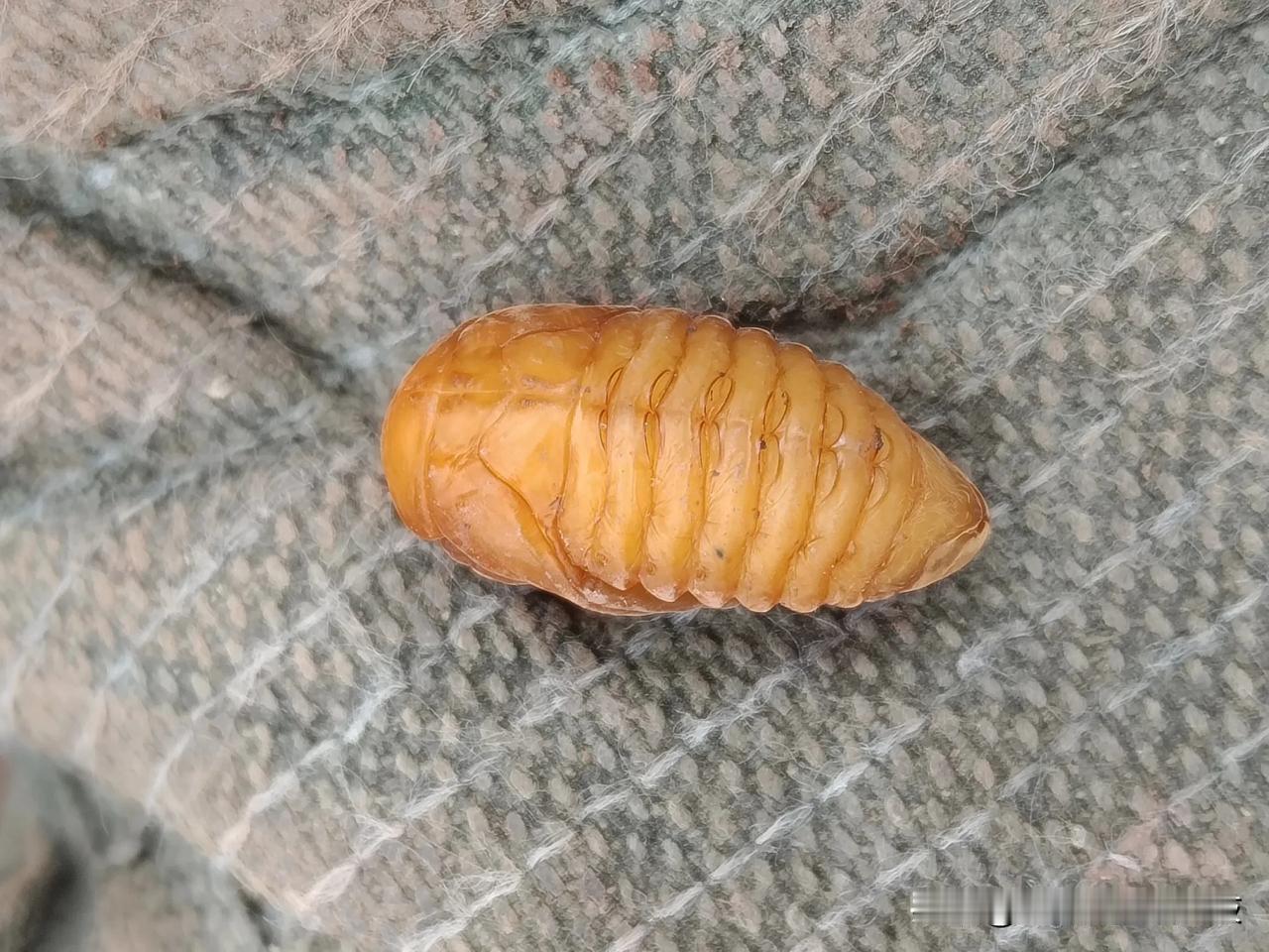 刚被我挖到的时候，没注意就觉得是一个虫蛹。动着让小朋友看热闹的心思，结果别人一看