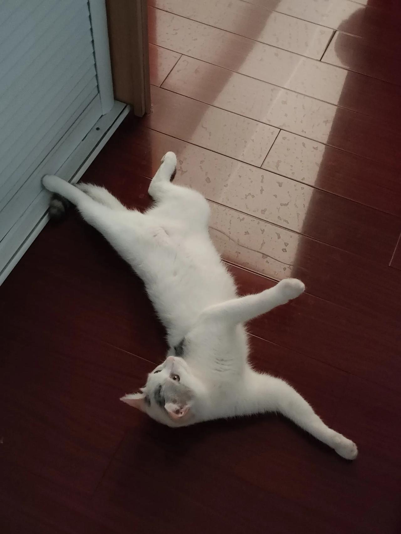 堕落了。看剧，养猫。完全不思进取的状态。