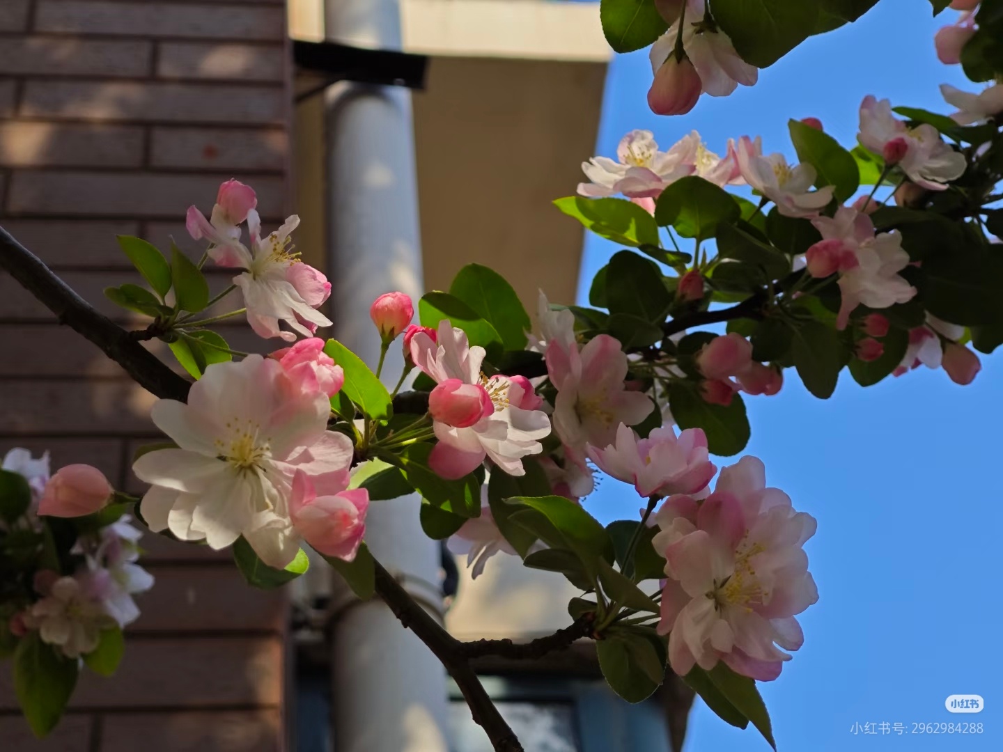让小米手机老机型拍照更有通透感！看了一下评论区网友发的前后对比图，好像还真有点用