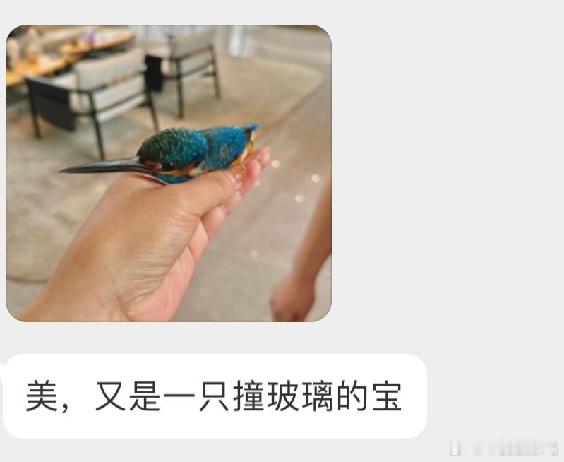 #撞玻璃的鸟# 撞玻璃的【翠鸟】可以给小家伙放黑暗的纸盒里休息会缓缓能飞就可以找