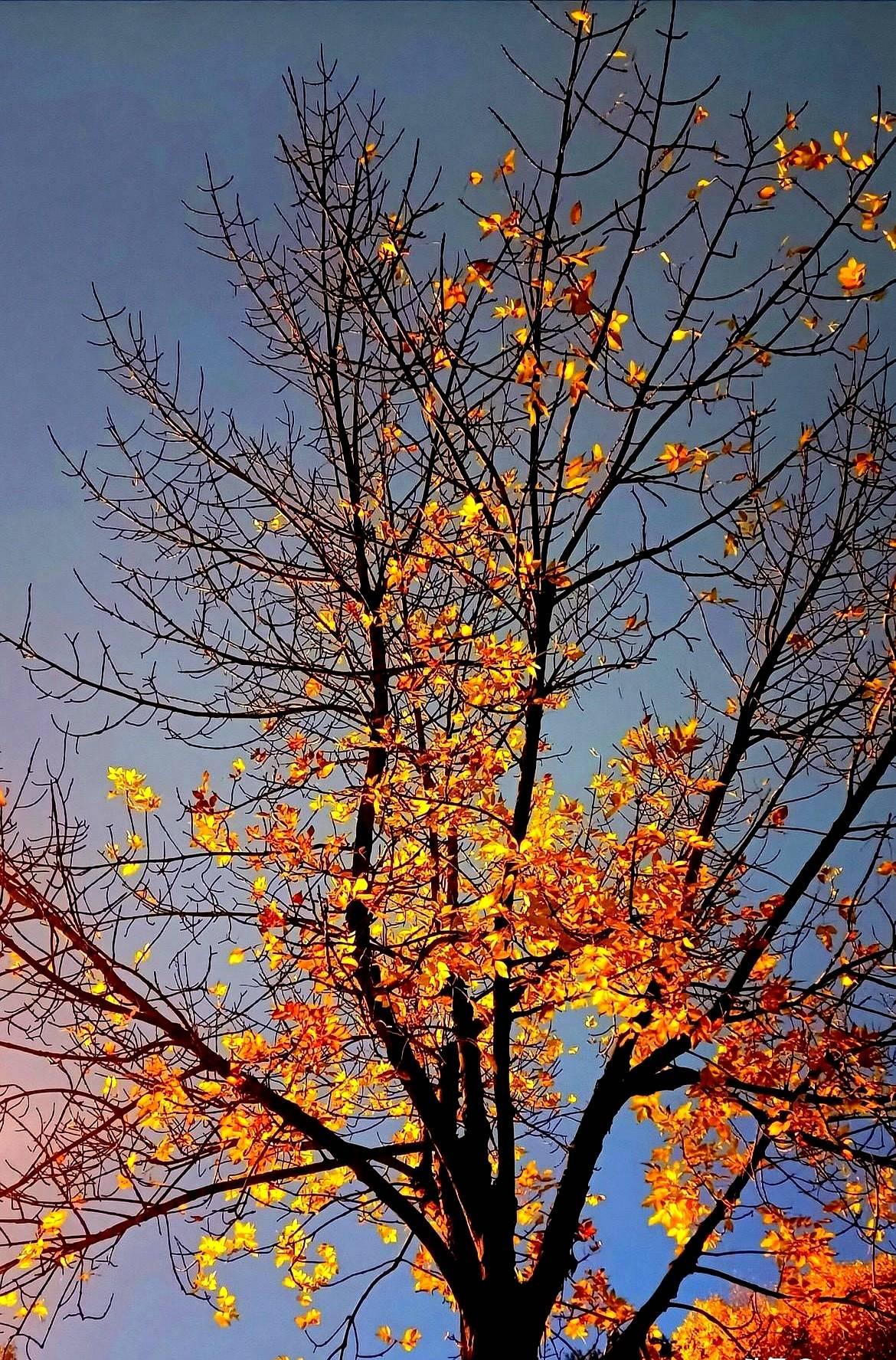 天凉最怕心跟着冷。

夜里出门倒垃圾，风刮脸像小刀，可路灯底下，一位白发奶奶正把