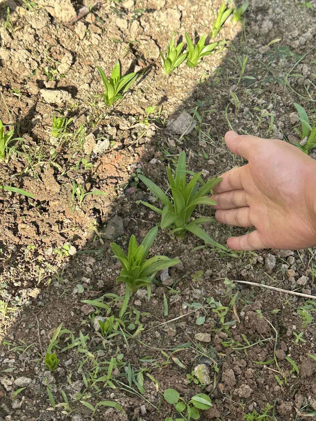 十月中旬，土炮（麝香百合）自然球已经发芽了