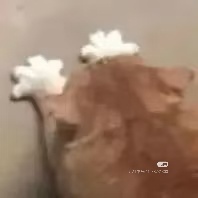 好好的一个我 硬给追成「凑榴芒」了你全责 