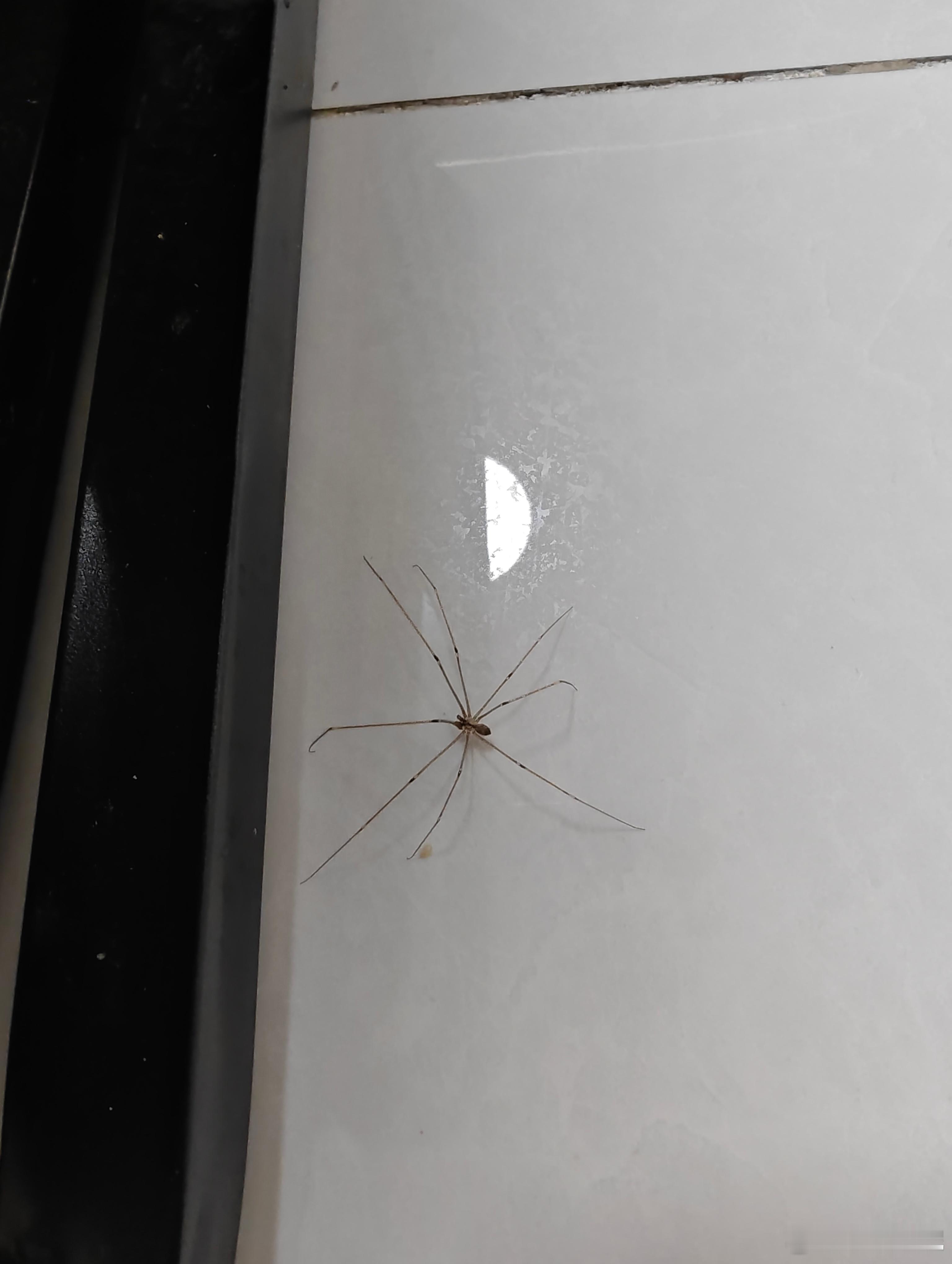 卧槽！长这么大第一次见腿这么长的🕷，豆包说没毒，我还是把它赶走了，我怕咬了我豆