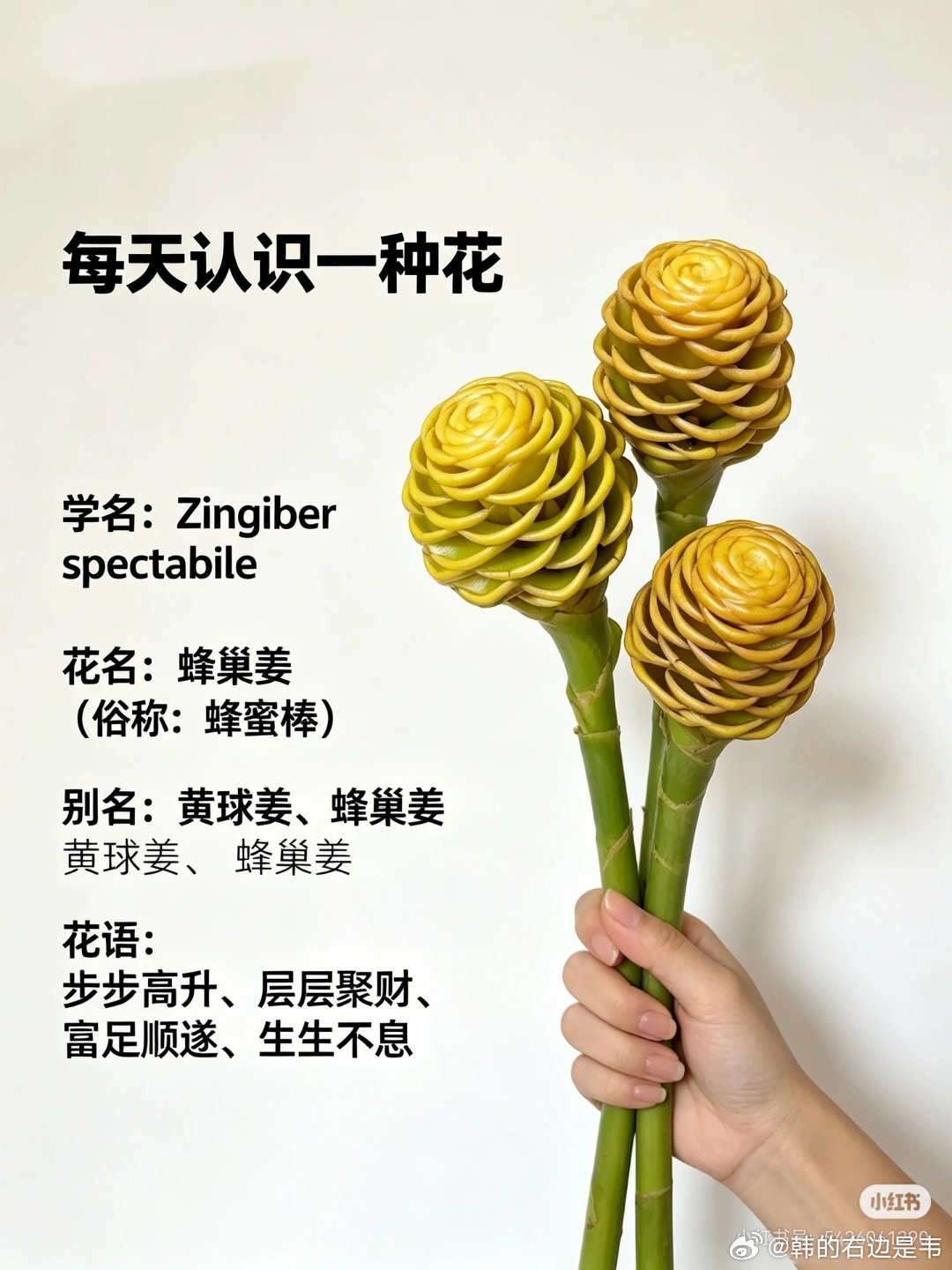 挑战每天认识一种花-蜂蜜棒（香波姜 /蜂巢姜）蜂蜜棒： 热带几何感小众进口骨架花