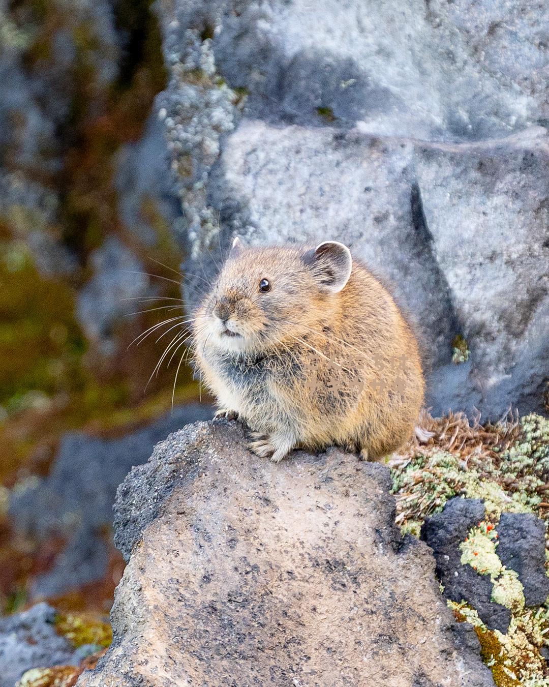 鼠兔 真的很喜欢看认真生活香香吃饭的鼠兔小可爱【推：konnichihapika