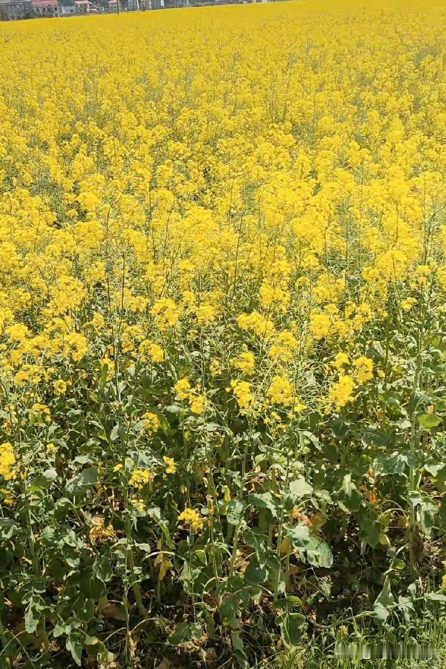 我喜欢油菜花开，也发个图片给各位网友看看，有喜欢的吗