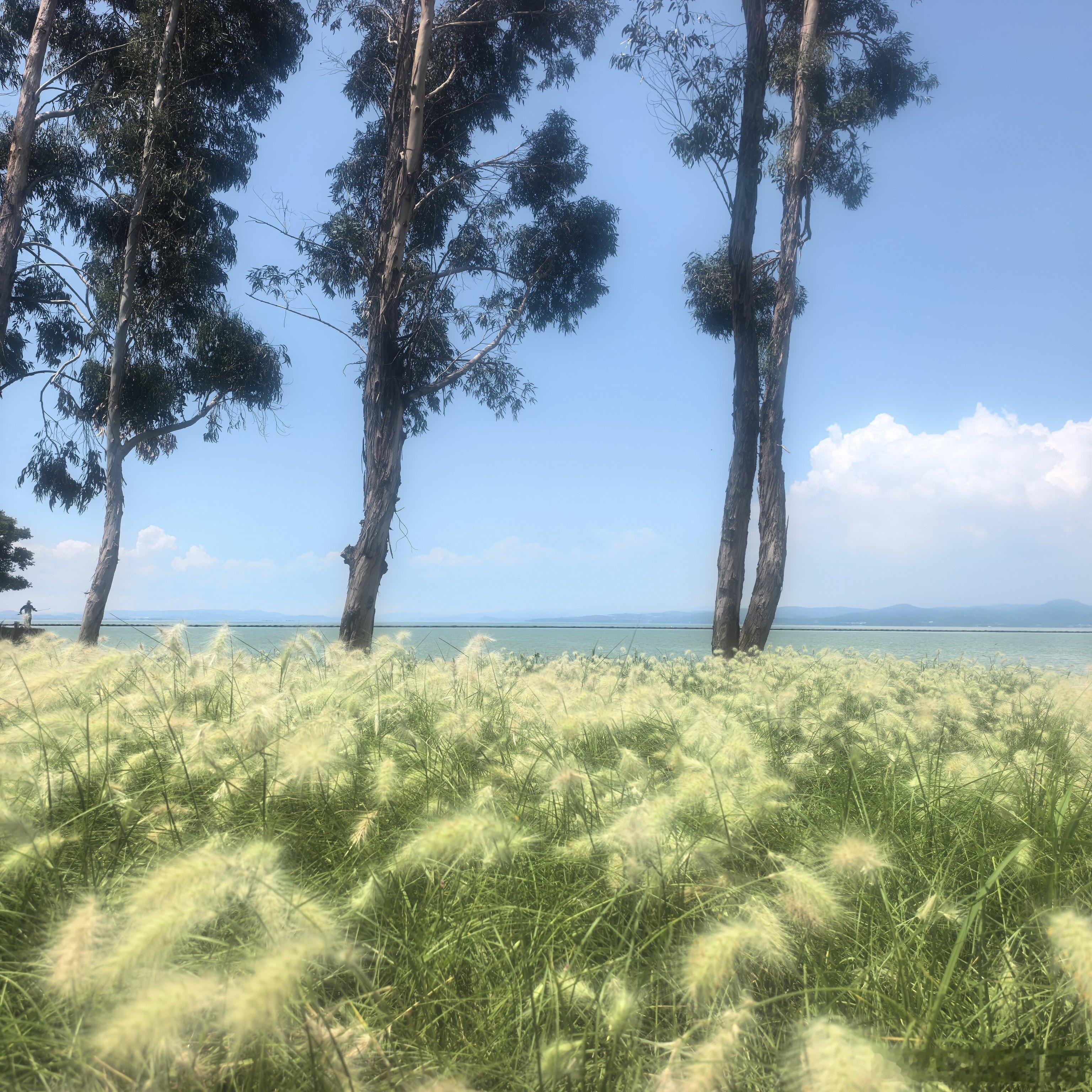 来湿地公园走走。 