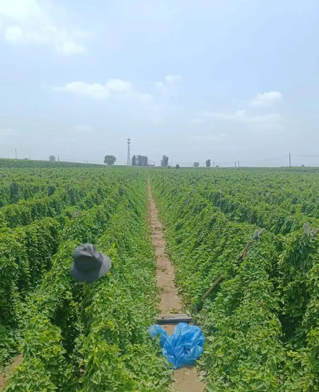 【#河南兄弟俩触电身亡7个月后下葬#】#河南兄弟俩自家农田触电身亡获赔偿# 河南