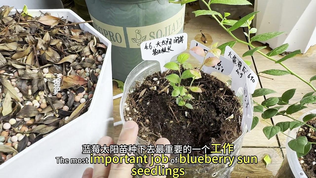 🍃蓝莓基部冒笋芽，关键看这3个技巧！
刚种下的蓝莓苔叶苗，要先别急着施肥，前一