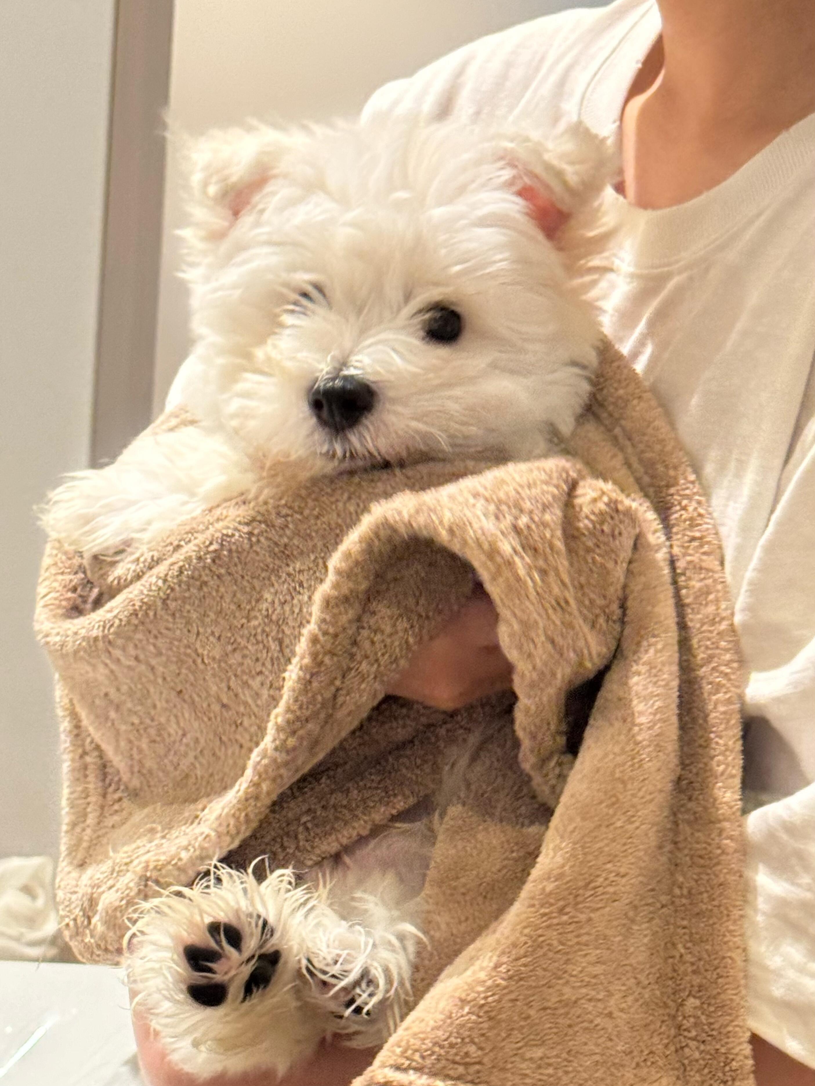 宝宝 你像一只小熊🐾|#狗狗##萌宠# ​​​