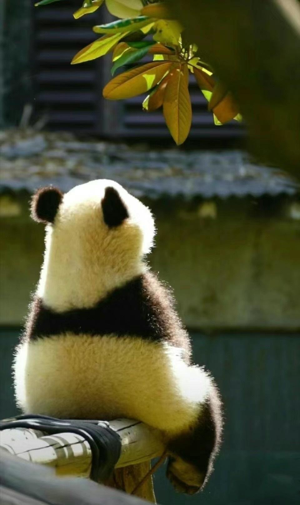 年纪到这，开始能感觉到“气”了，体内流转的气和宇内蕴含的气。
年轻时候咋感觉不到