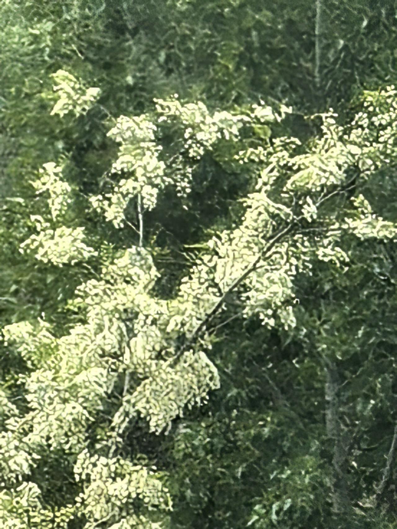 绿树掩映中，白花如雪飞。