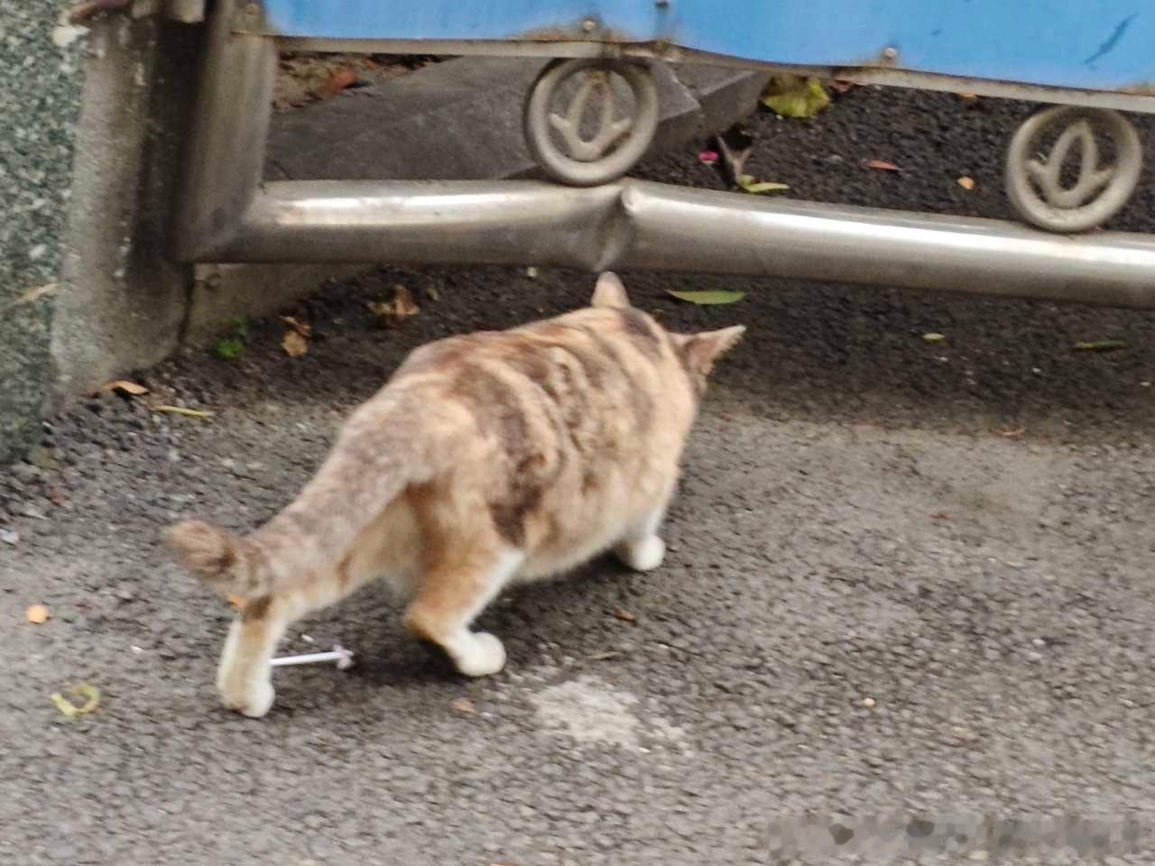 49896【丑猫】逃窜的肥海豹 