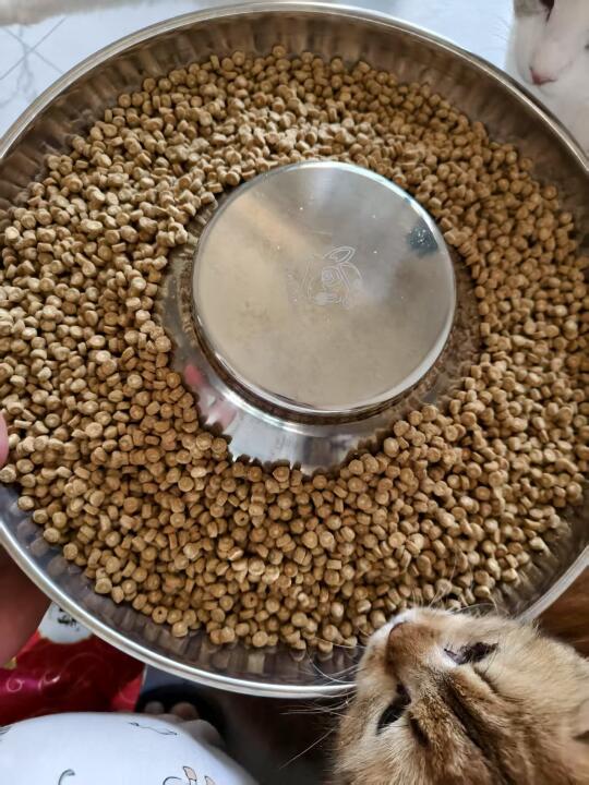 牛奶夹心猫粮！毫吃！毫吃！