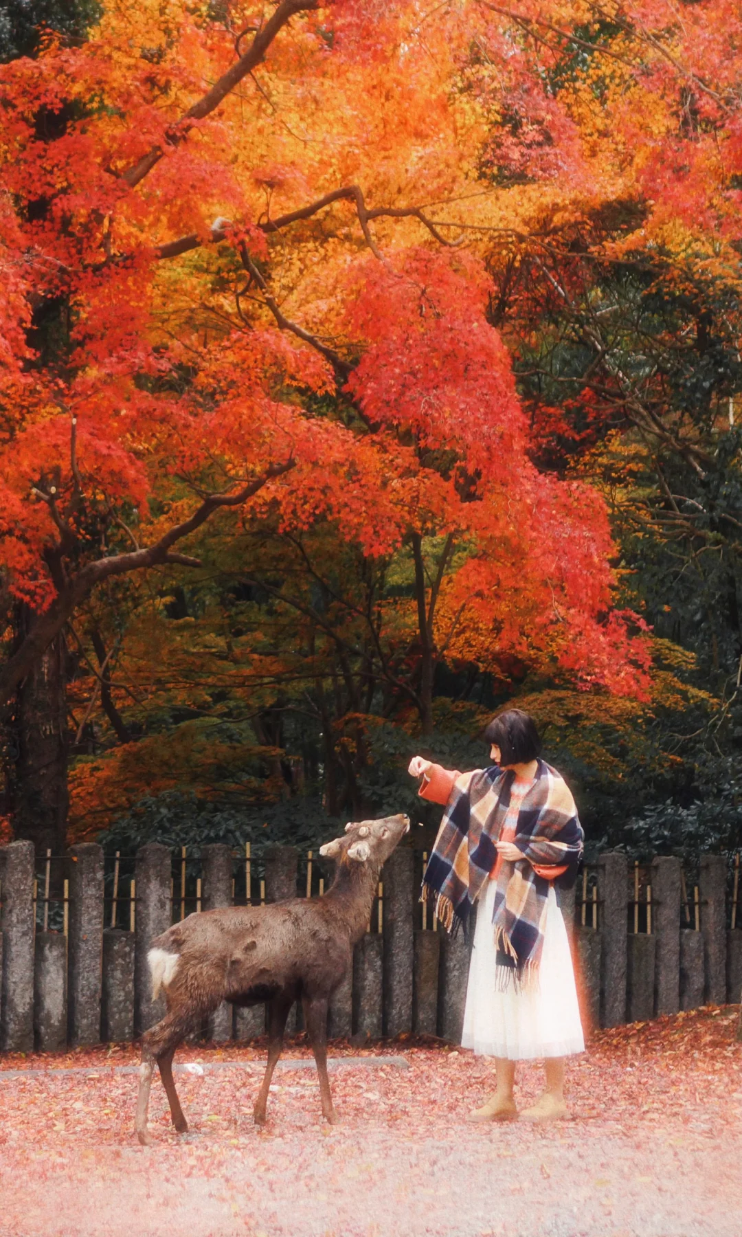 全屏看秋天🍂沉浸欣赏一个月后的关西红叶季